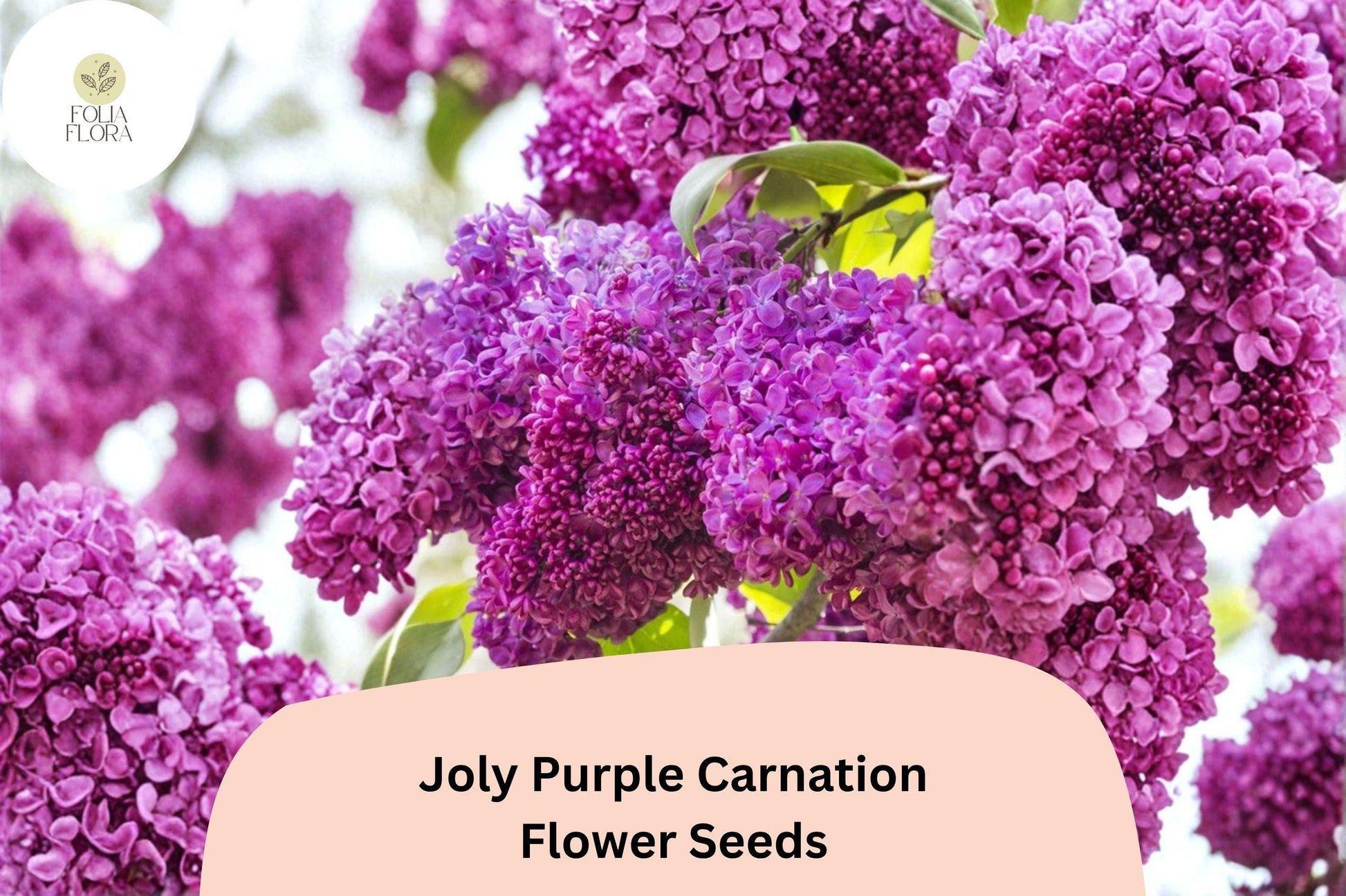 200+ Joly Purple Carnation Seeds | Deep Purple Double Blooms, Fragrant Hardy Perennial Dianthus for Garden Borders & Containers