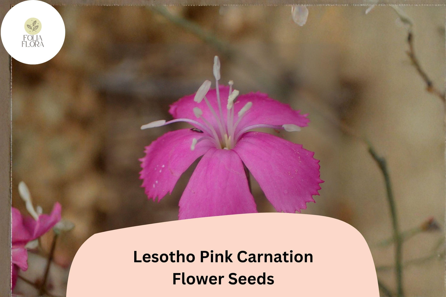 Lesotho Pink Carnation Seeds, Dianthus caryophyllus, Pink Blooms, Garden Planting, Flower Bed, Border, Cut Flowers