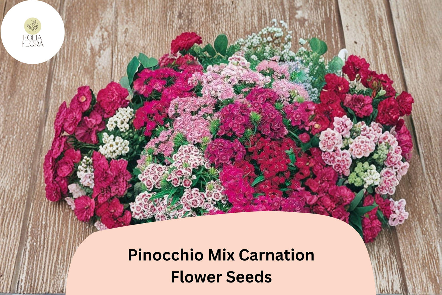 Pinocchio Mix Carnation Seeds, Dianthus caryophyllus, Multi-Color Blooms, Garden Planting, Flower Seeds, Border & Cut Flower