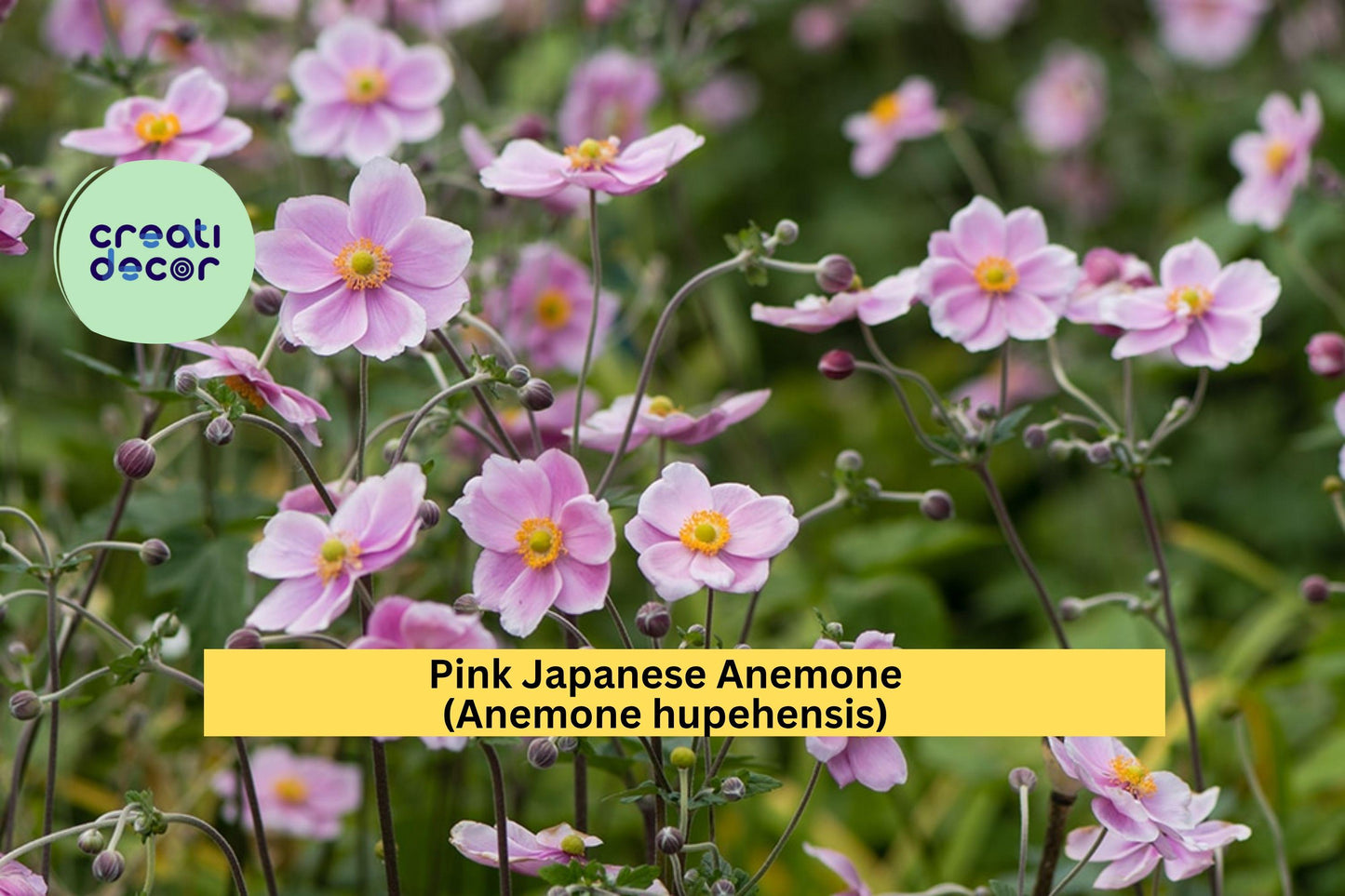 Pink Japanese Anemone Rootstock 10-Pack | Anemone hupehensis Hardy Perennial for Borders & Pollinator Gardens