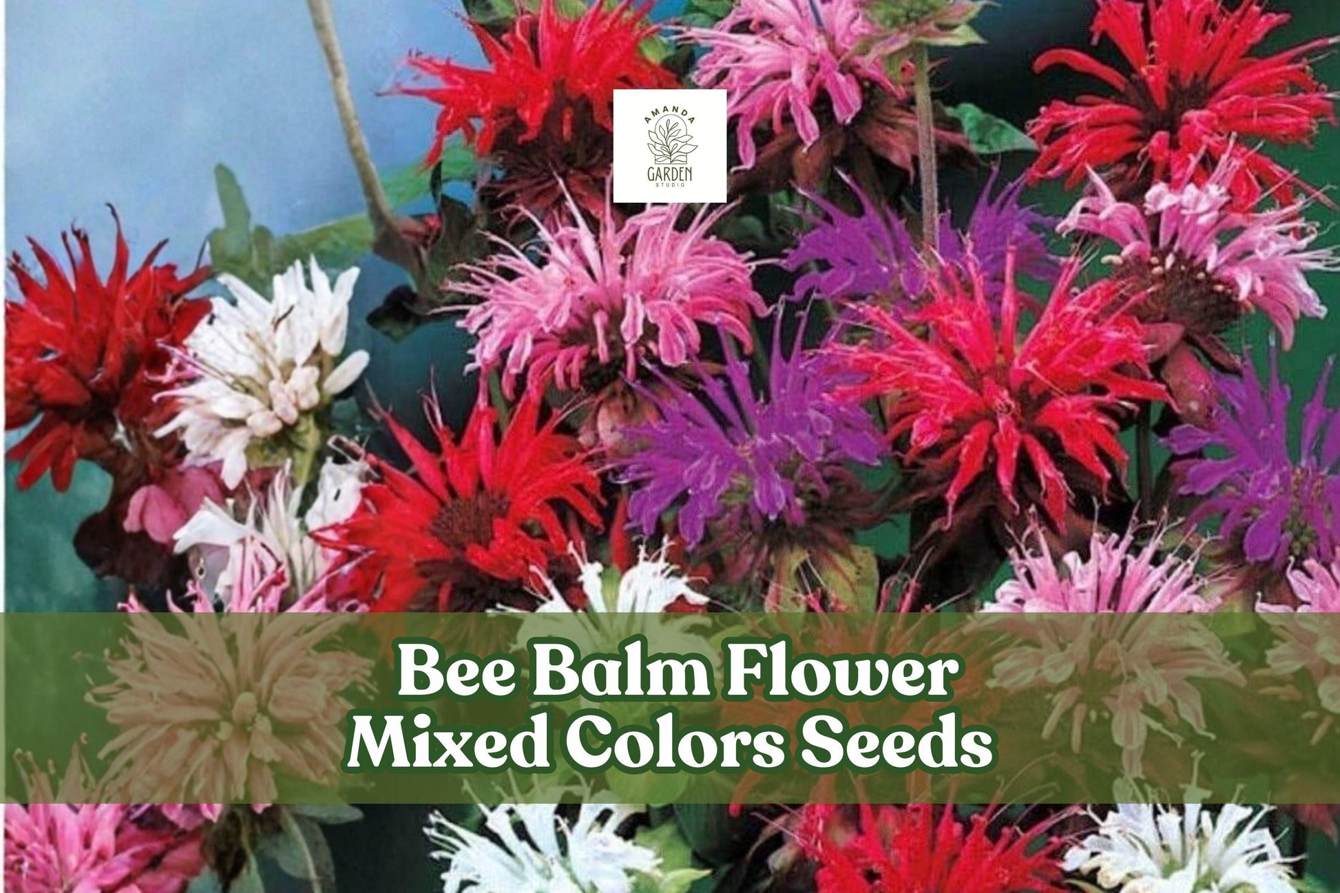 50 Bee Balm Flower Seeds | Monarda Didyma Mixed Colors | Pollinator Attracting Perennial Seed