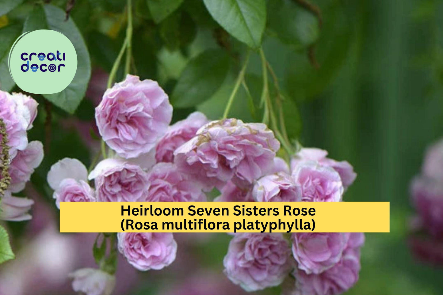 Seven Sisters Rose Bush – 2 Live Heirloom Climbing Rose Plants Rosa multiflora platyphylla Pink Rambler Flower