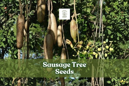 10 Kigelia africana Seeds – Exotic Tropical Sausage Tree with Red Flowers, Ornamental, Fast-Growing, Rare Tropical Plant