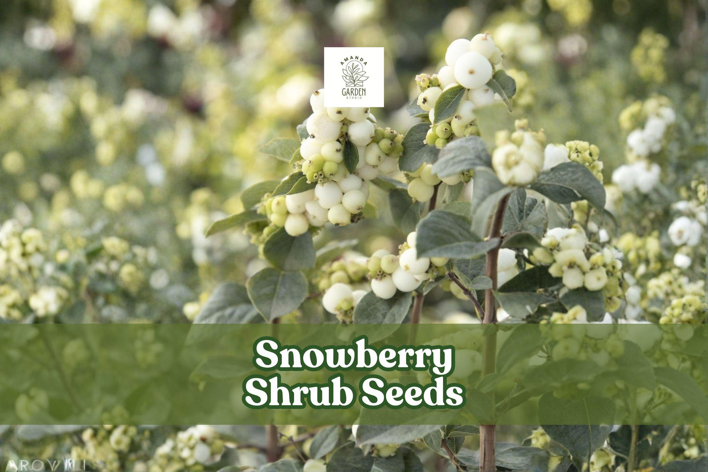 Snowberry Shrub Seeds 50+ | White Berries Ornamental Hedge Symphoricarpos albus | Non-GMO USA Grown