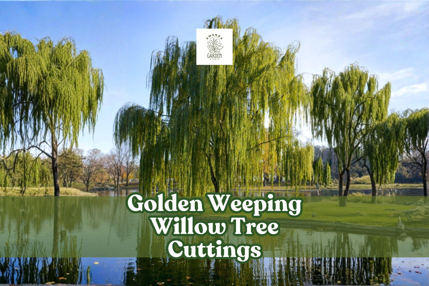 Golden Weeping Willow Cuttings | Live Salix alba ‘Tristis’ Ornamental Shade Tree | Fast-Growing, Unrooted Planting Material