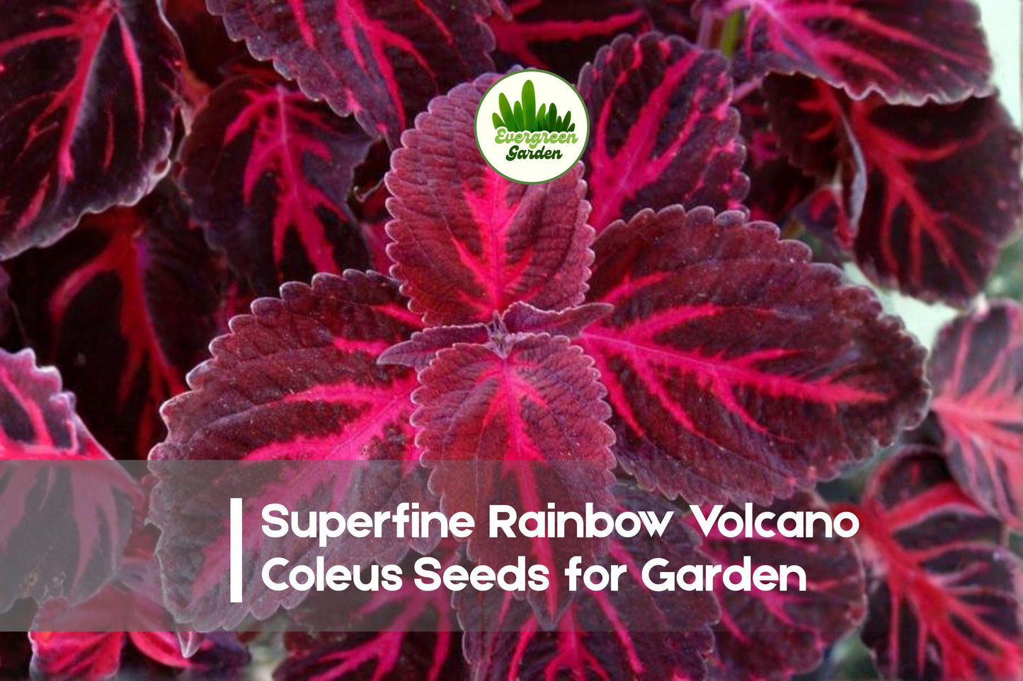 Superfine Rainbow Volcano Coleus Seeds | Vibrant Multicolor Foliage | Solenostemon scutellarioides