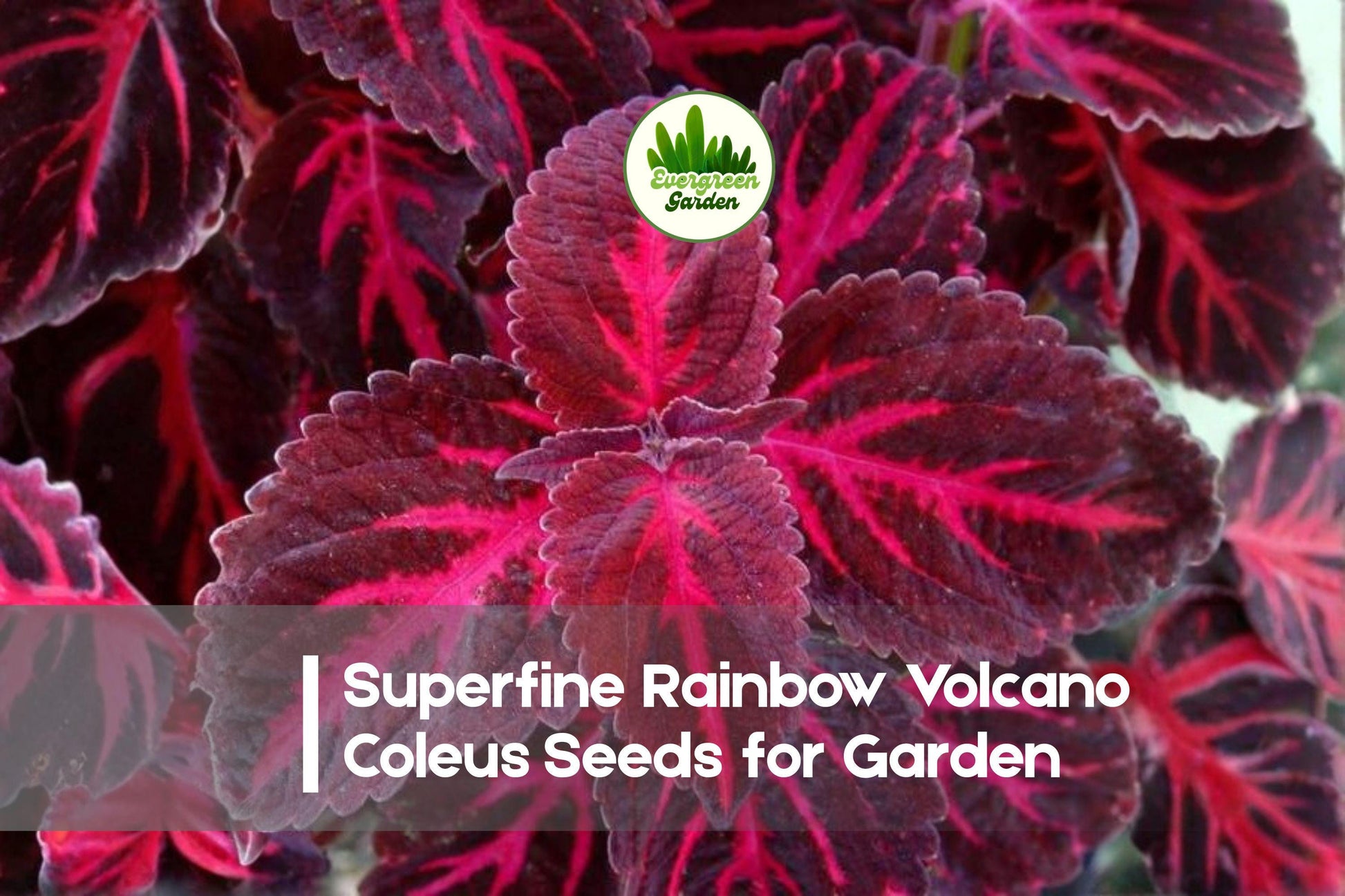 Superfine Rainbow Volcano Coleus Seeds | Vibrant Multicolor Foliage | Solenostemon scutellarioides