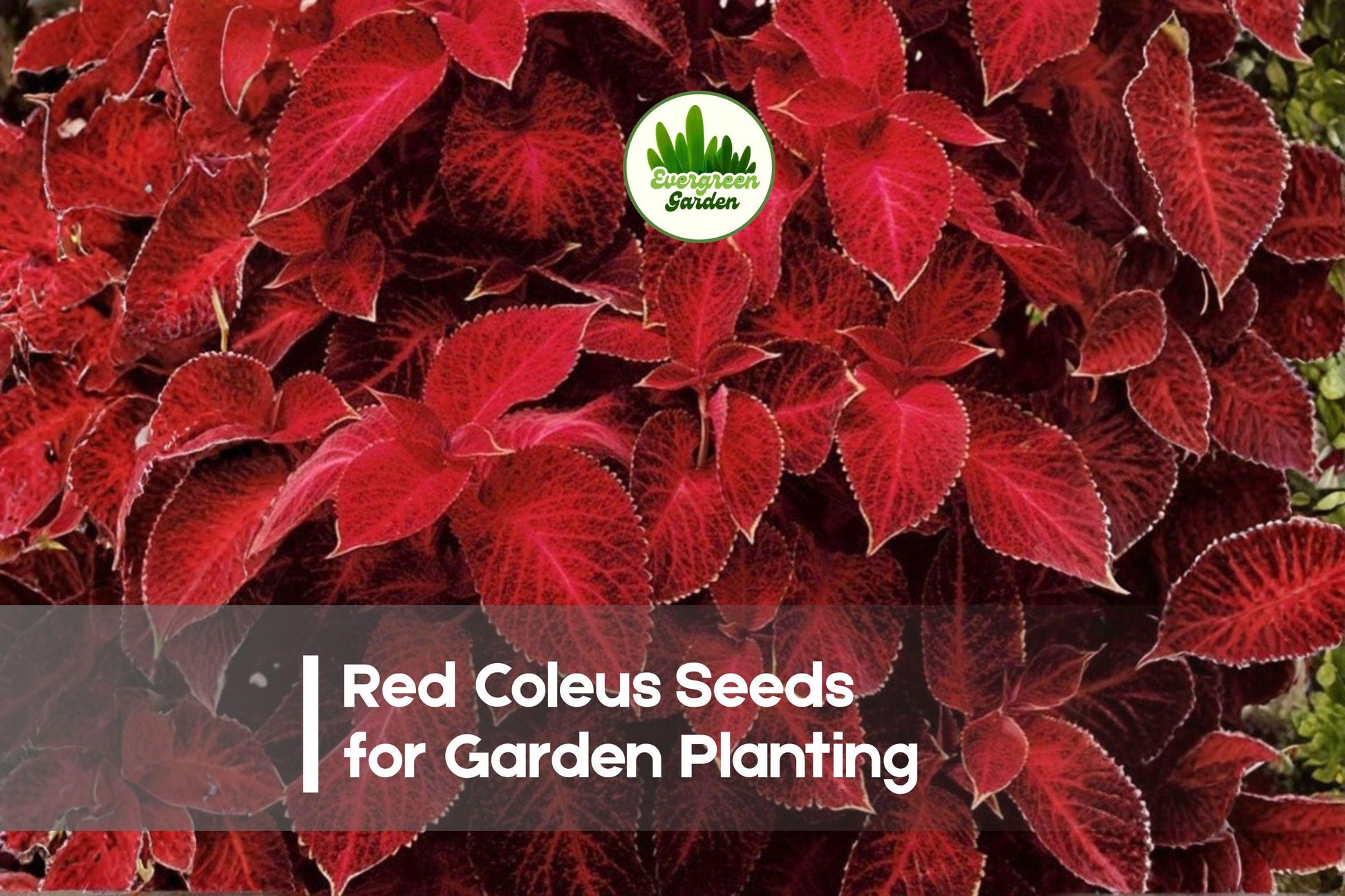25+ Red Coleus Seeds – Vibrant Foliage, Solenostemon scutellarioides, Shade-Tolerant, Indoor & Garden Plant