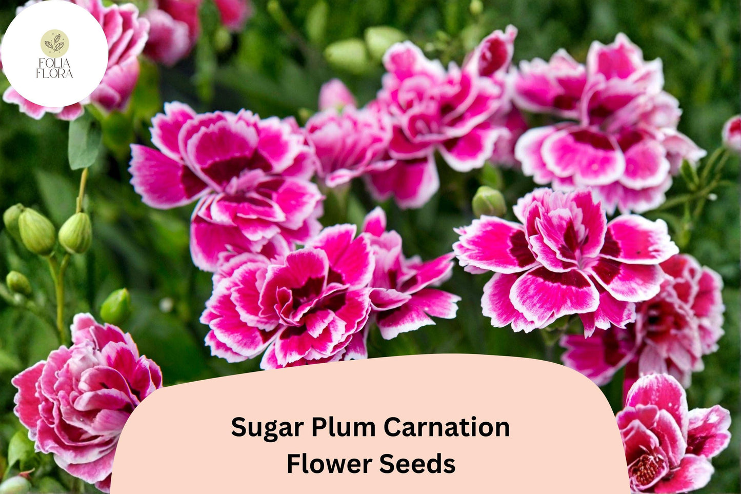 200+ Sugar Plum Carnation Seeds | Dianthus caryophyllus | Purple Blooms for Garden, Borders, Containers