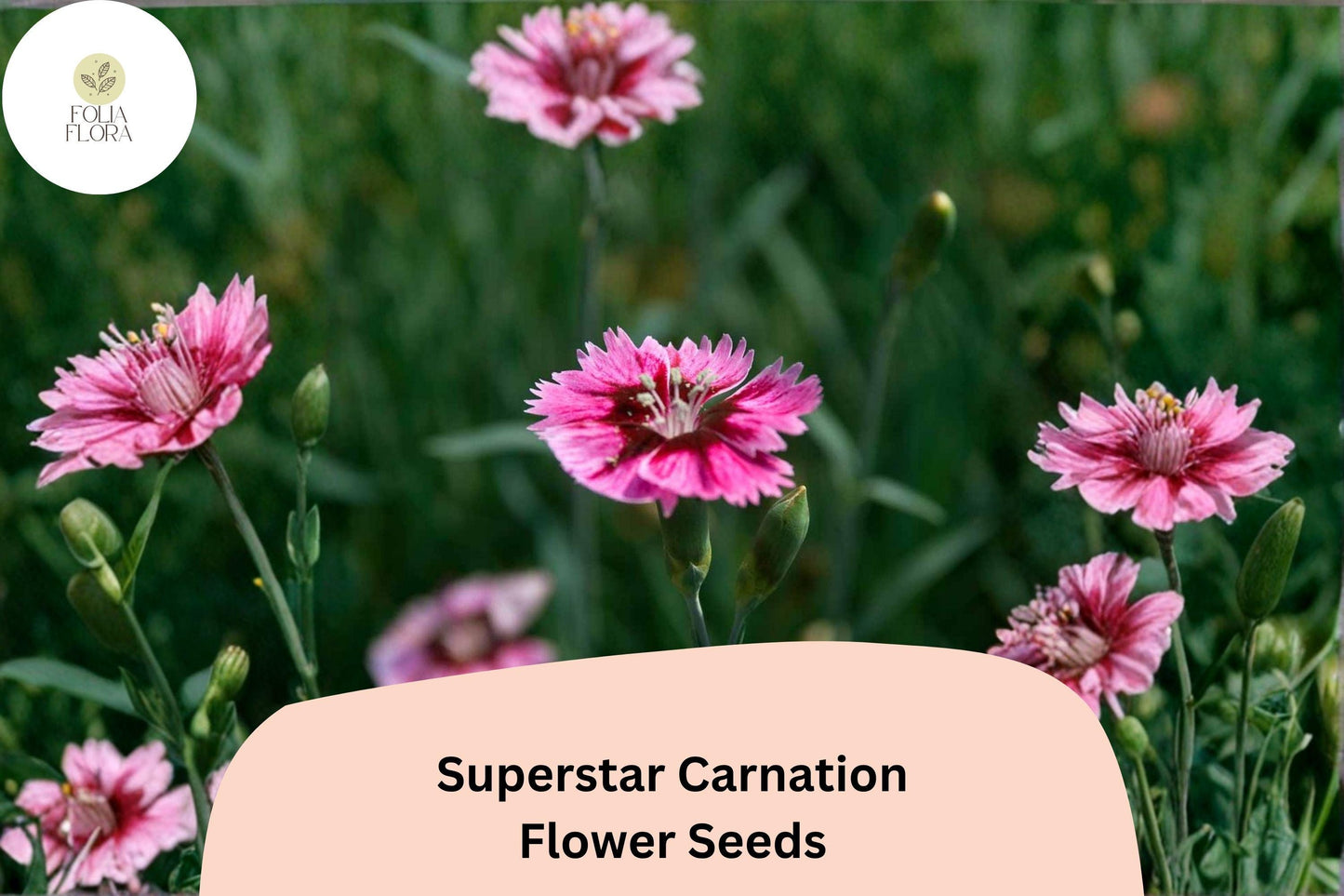 200+ Superstar Carnation Seeds for Garden, Pink Dianthus caryophyllus, Cut Flowers & Borders