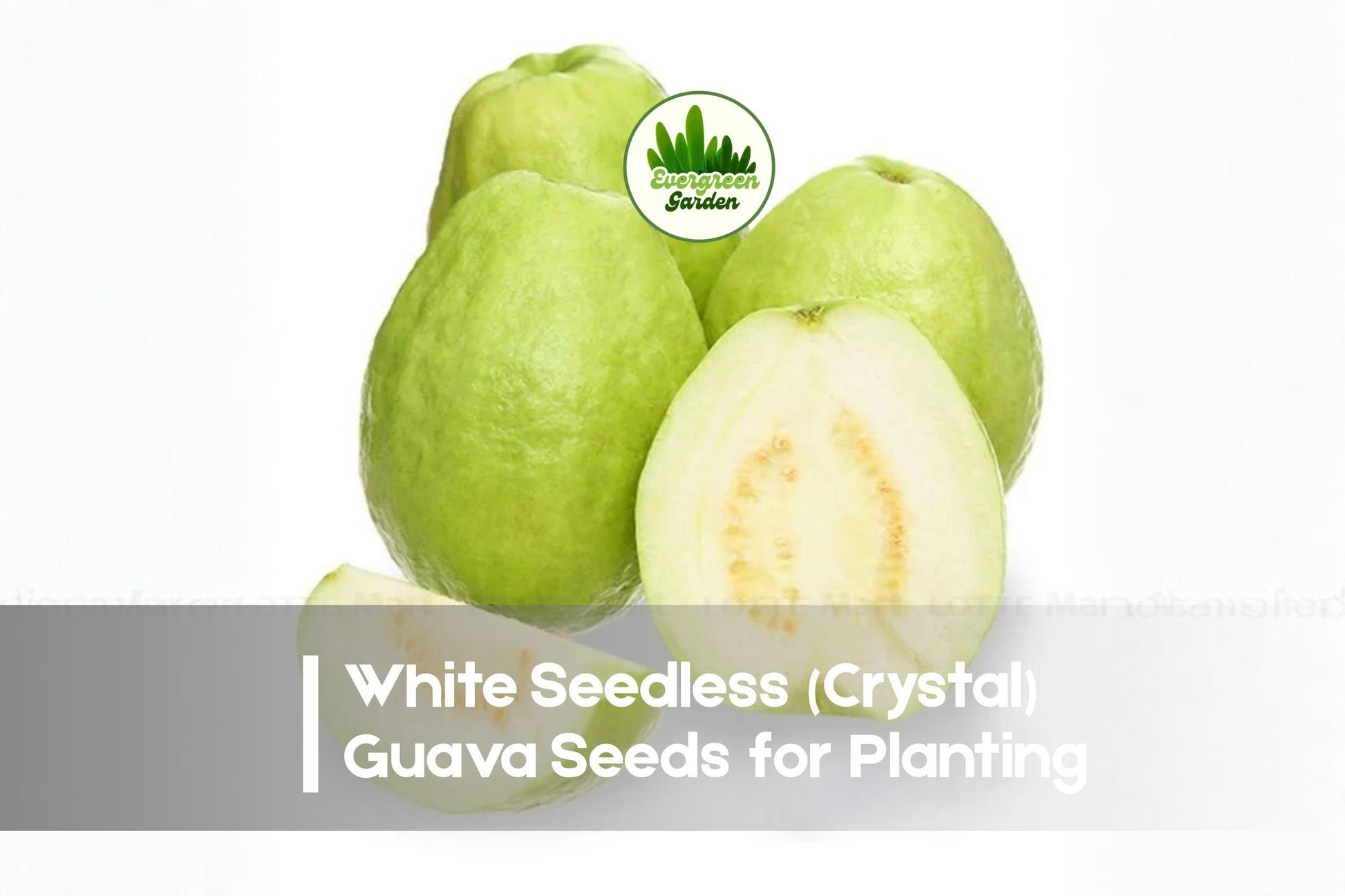 White Seedless Guava Seeds, Psidium guajava, Tropical Fruit Tree, Nearly Seedless, Edible Garden, Juicing, Dessert