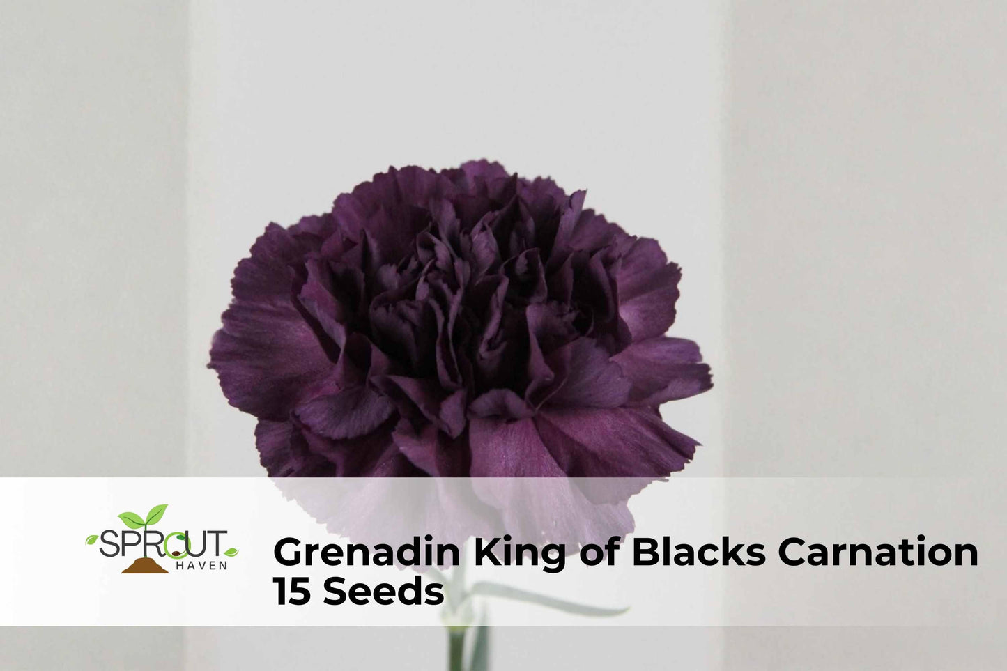Grenadin King of Blacks Carnation Seeds – Dark Red Double Blooms, Dianthus caryophyllus, Ornamental Flower, Non-GMO, 15 Seeds