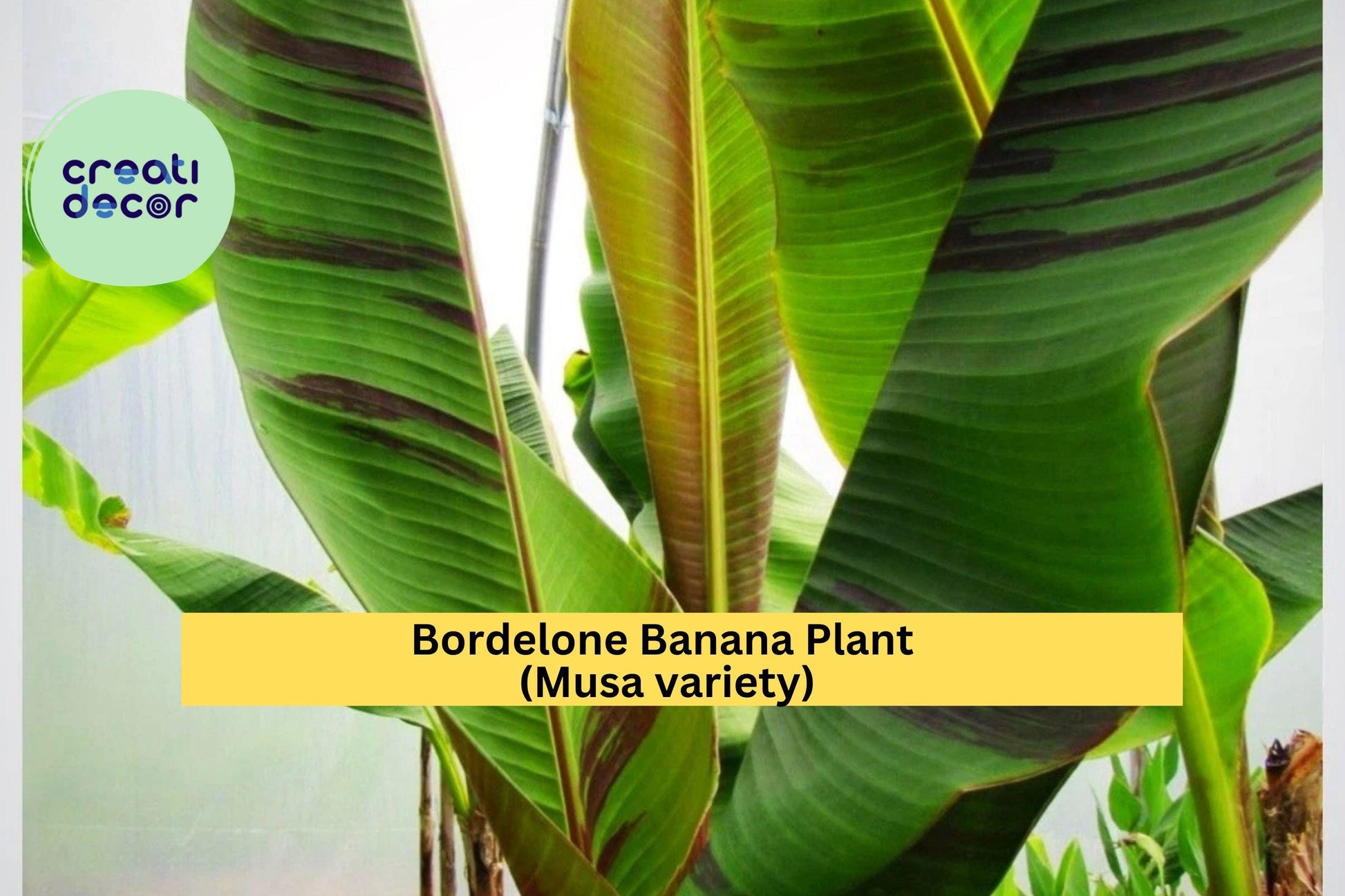 Bordelone Banana Plant Live Rooted Plug | Edible Musa sp. Tropical Fruit Tree for Patio & Garden