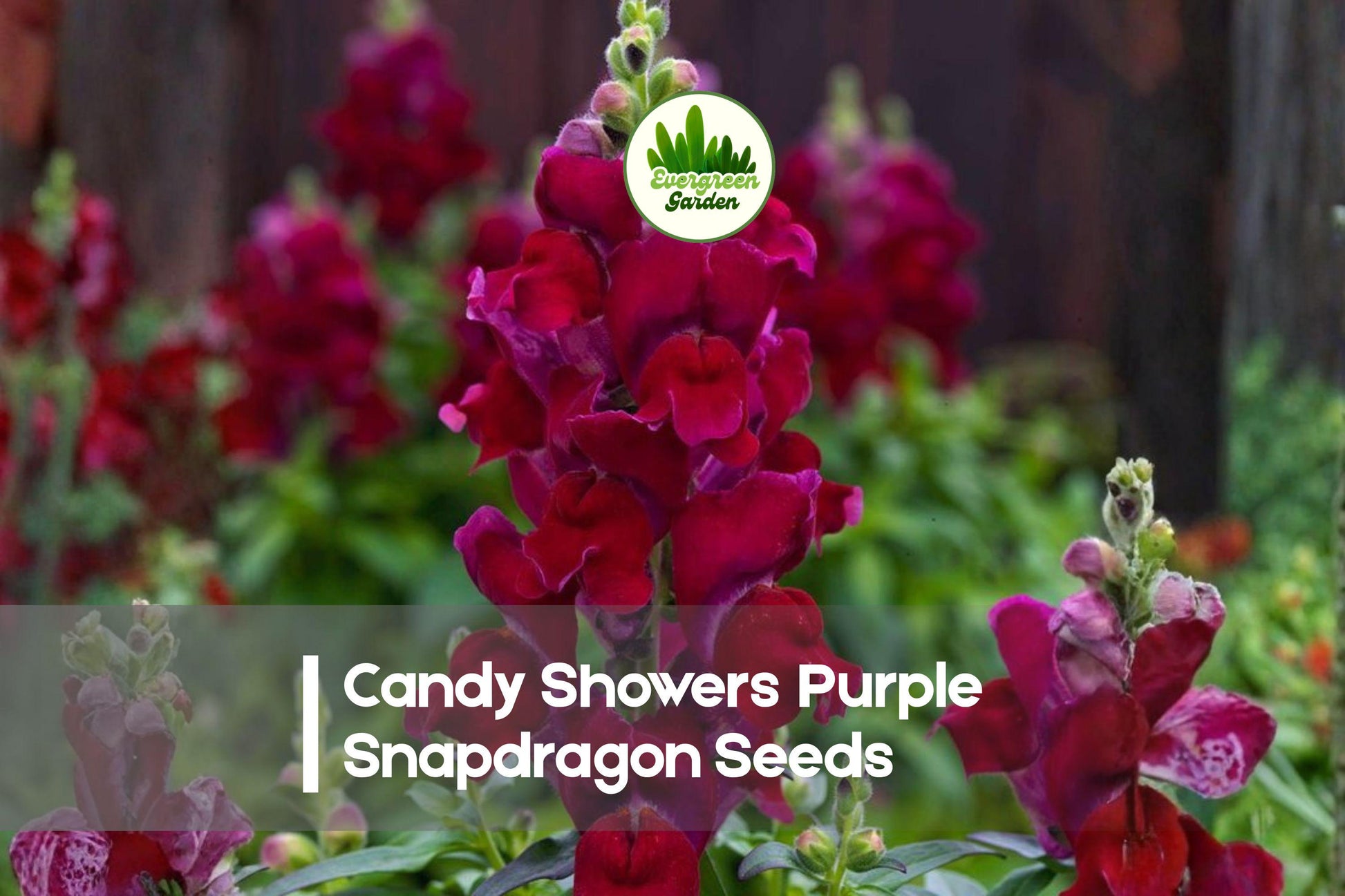 1000+ Candy Showers Purple Snapdragon Seeds - Trailing Antirrhinum majus for Baskets, Containers & Borders, Deep Purple Blooms