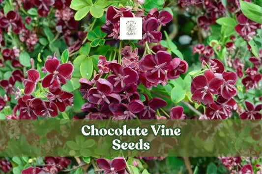 Chocolate Vine Seeds, Akebia quinata, Ornamental Climbing Vine, Purple Flowers, Five-Leaf Vine, Fast-Growing Plant, Garden Trellis Seeds