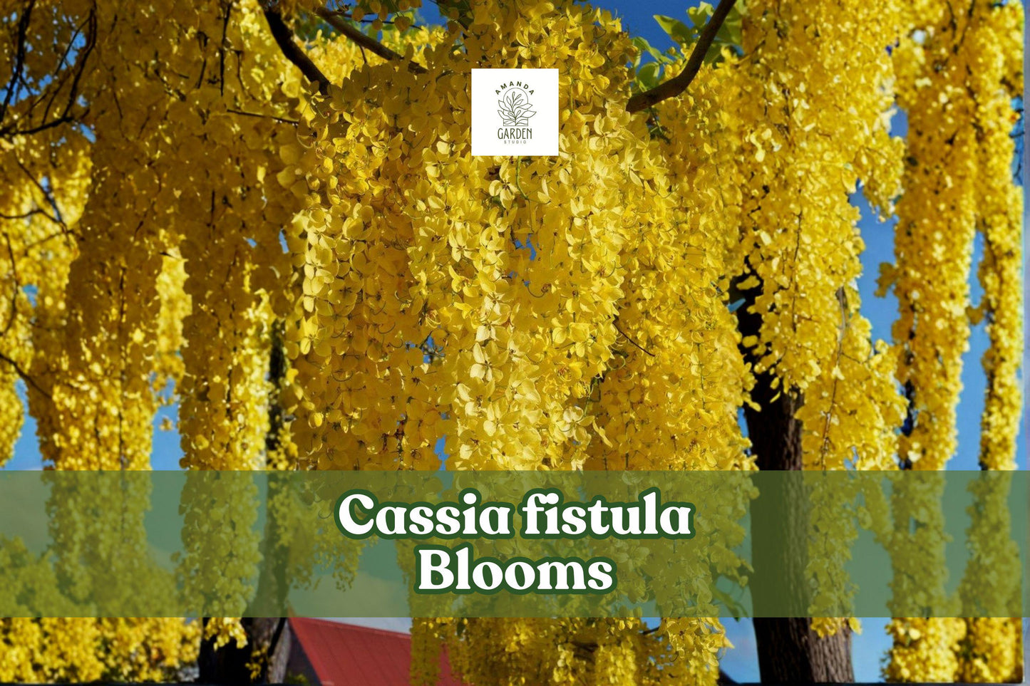 Cassia fistula Seeds | 30 Golden Shower Tree Tropical Ornamental Flowering Tree Yellow Blooms
