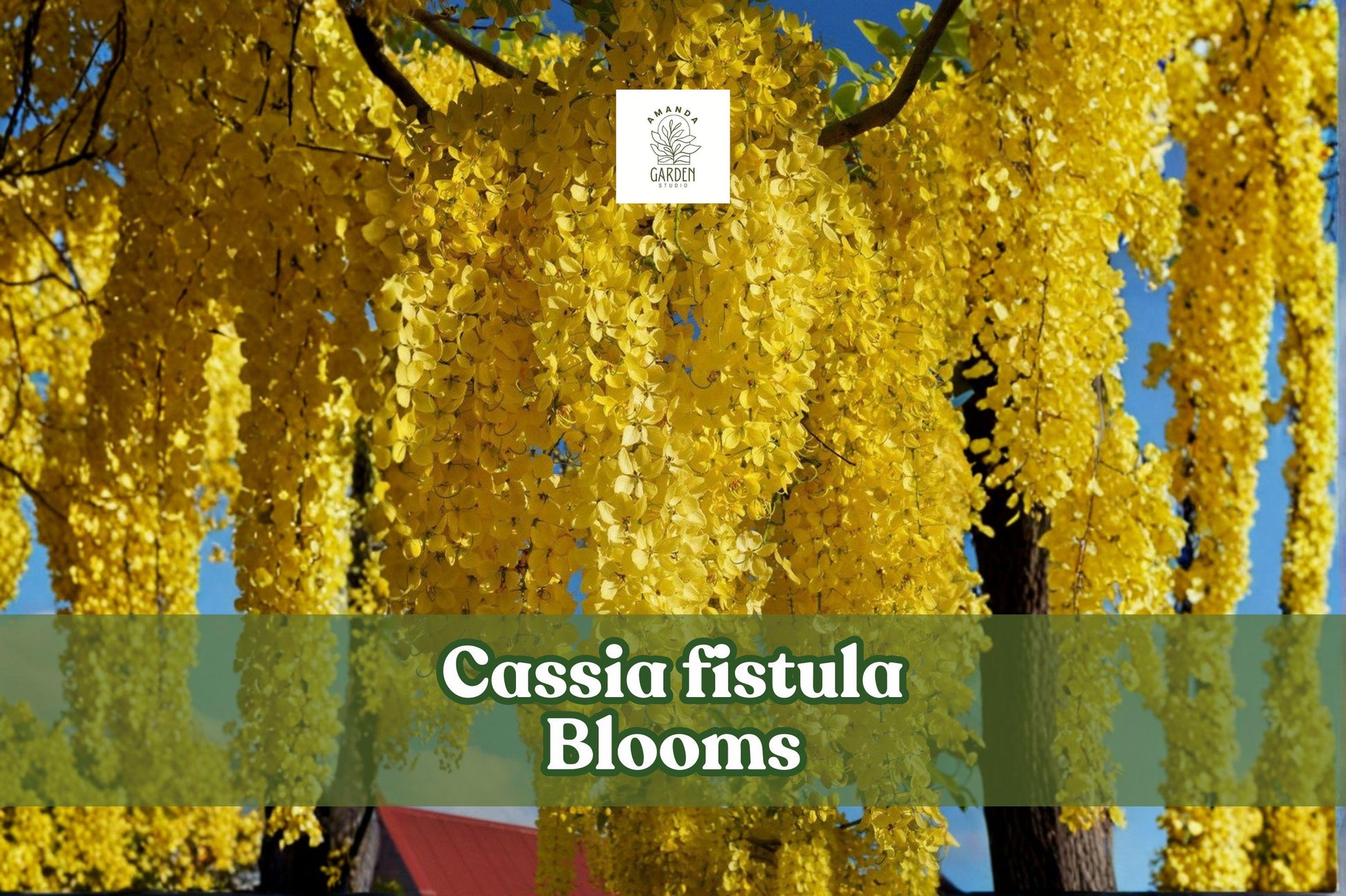 Cassia fistula Seeds | 30 Golden Shower Tree Tropical Ornamental Flowering Tree Yellow Blooms