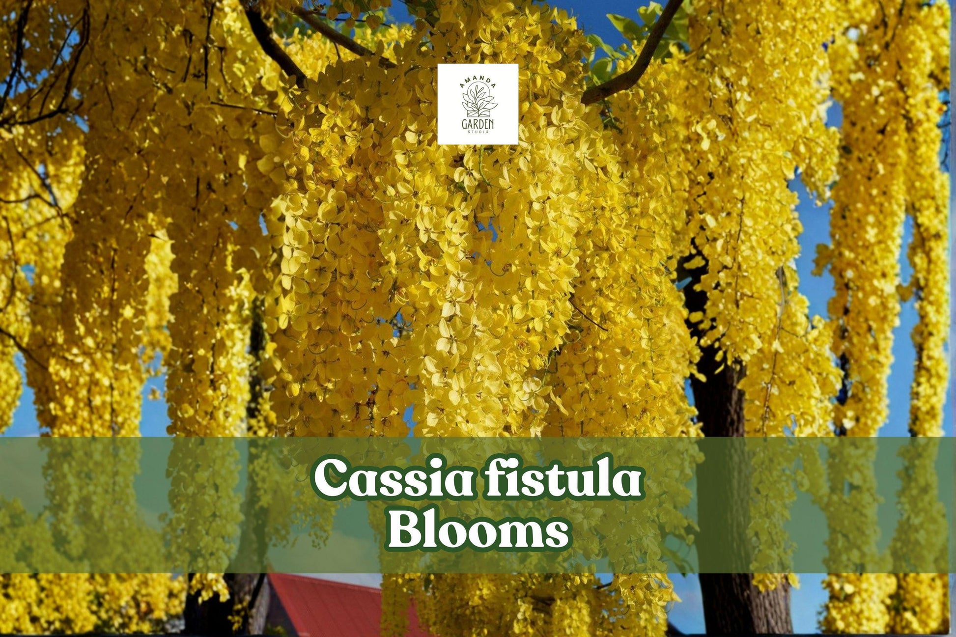 Cassia fistula Seeds | Golden Shower Tree Tropical Ornamental Flowering Tree | Yellow Blooms, Landscape Accent, 30 Seeds