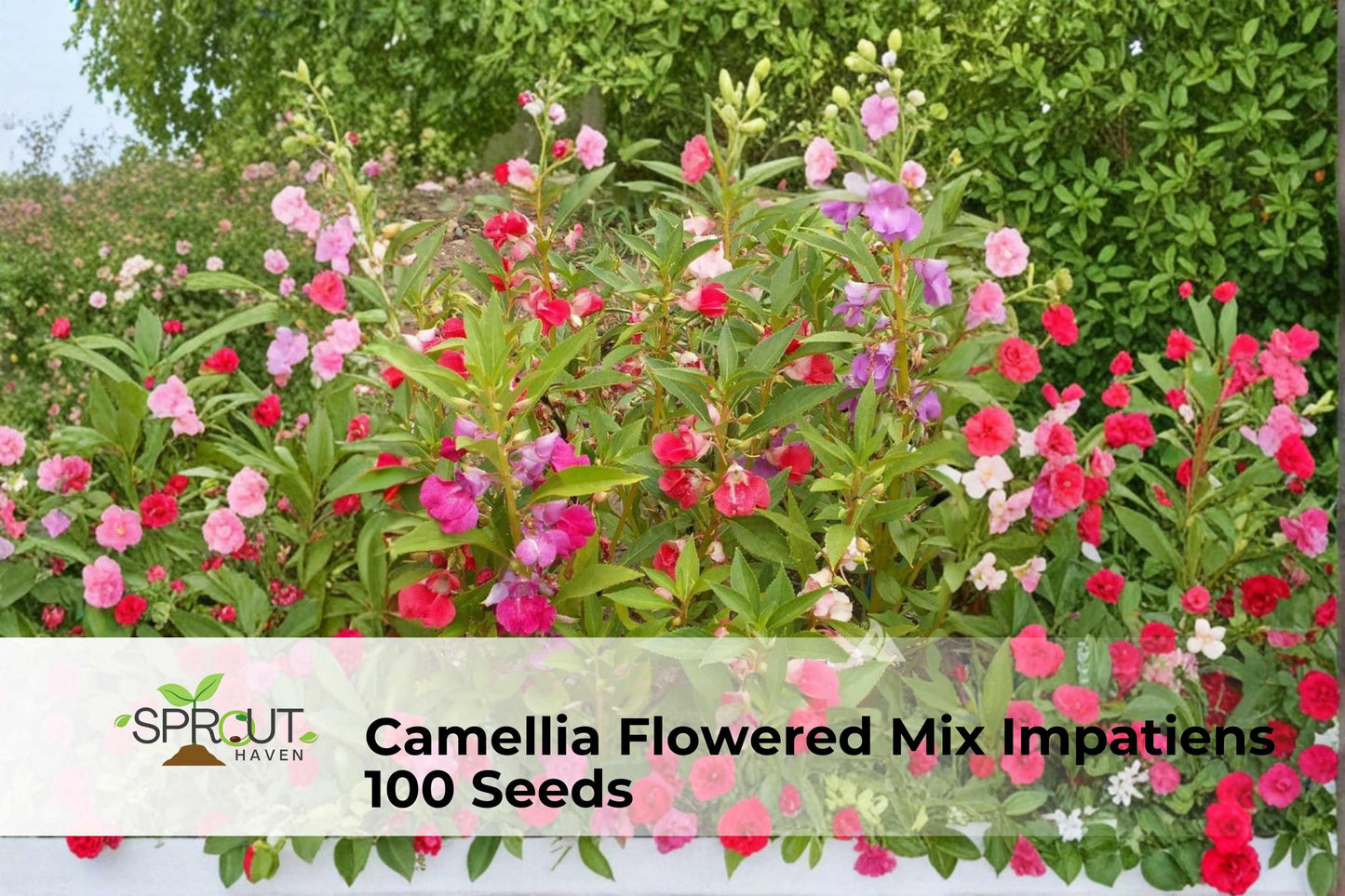 Camellia Flowered Impatiens Seeds – 100 Non-GMO Shade-Loving Annual with Double Blooms in Mixed Colors, Impatiens walleriana