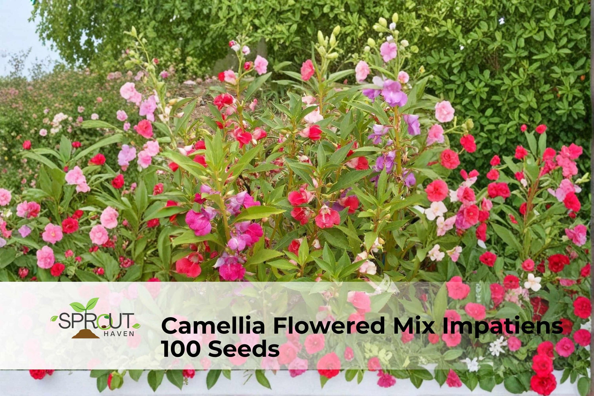 Camellia Flowered Impatiens Seeds – 100 Non-GMO Shade-Loving Annual with Double Blooms in Mixed Colors, Impatiens walleriana