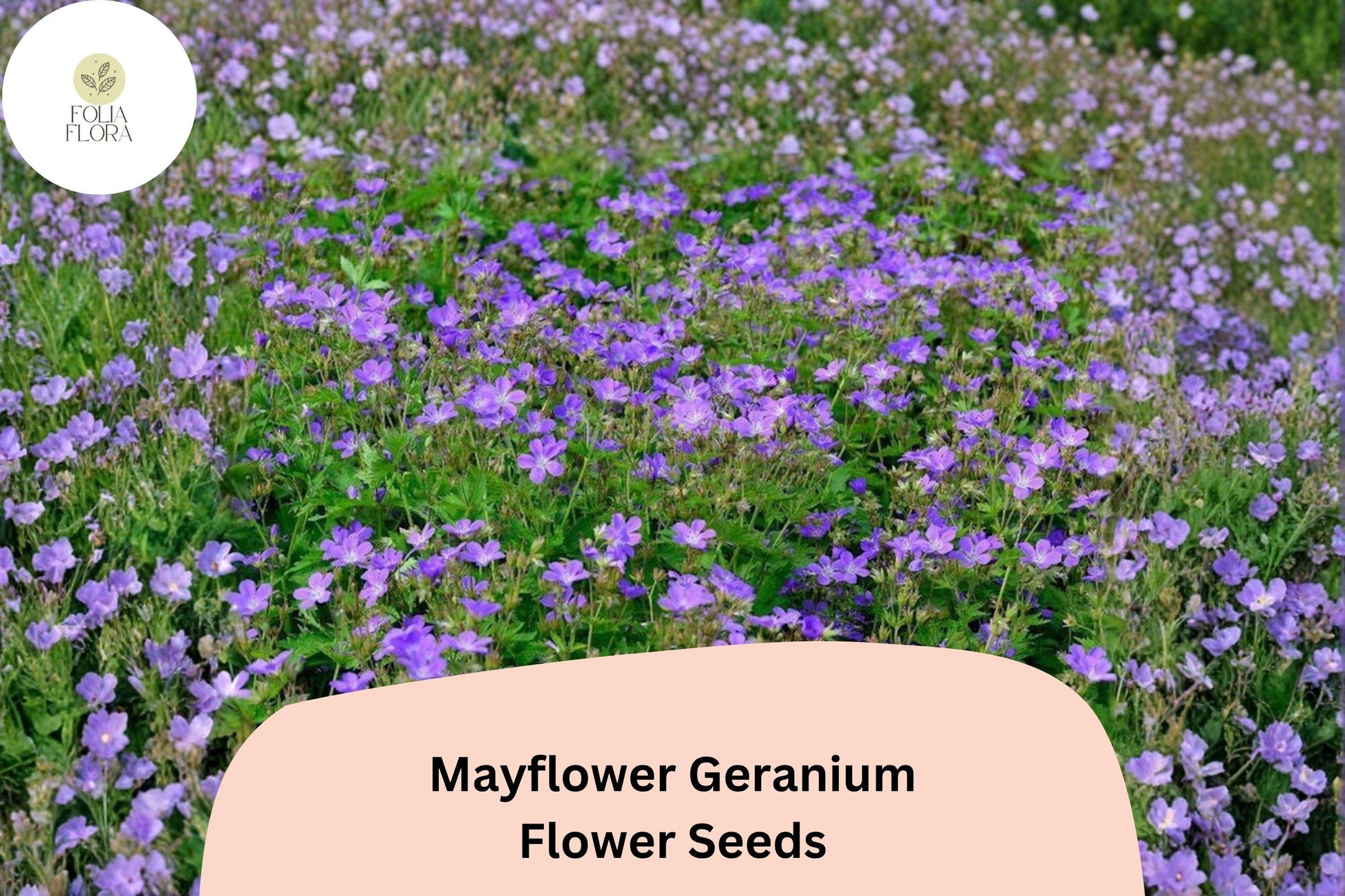 25+ Mayflower Geranium Seeds | Purple Blooming Perennial | Pollinator-Friendly Garden & Borders | Geranium sanguineum