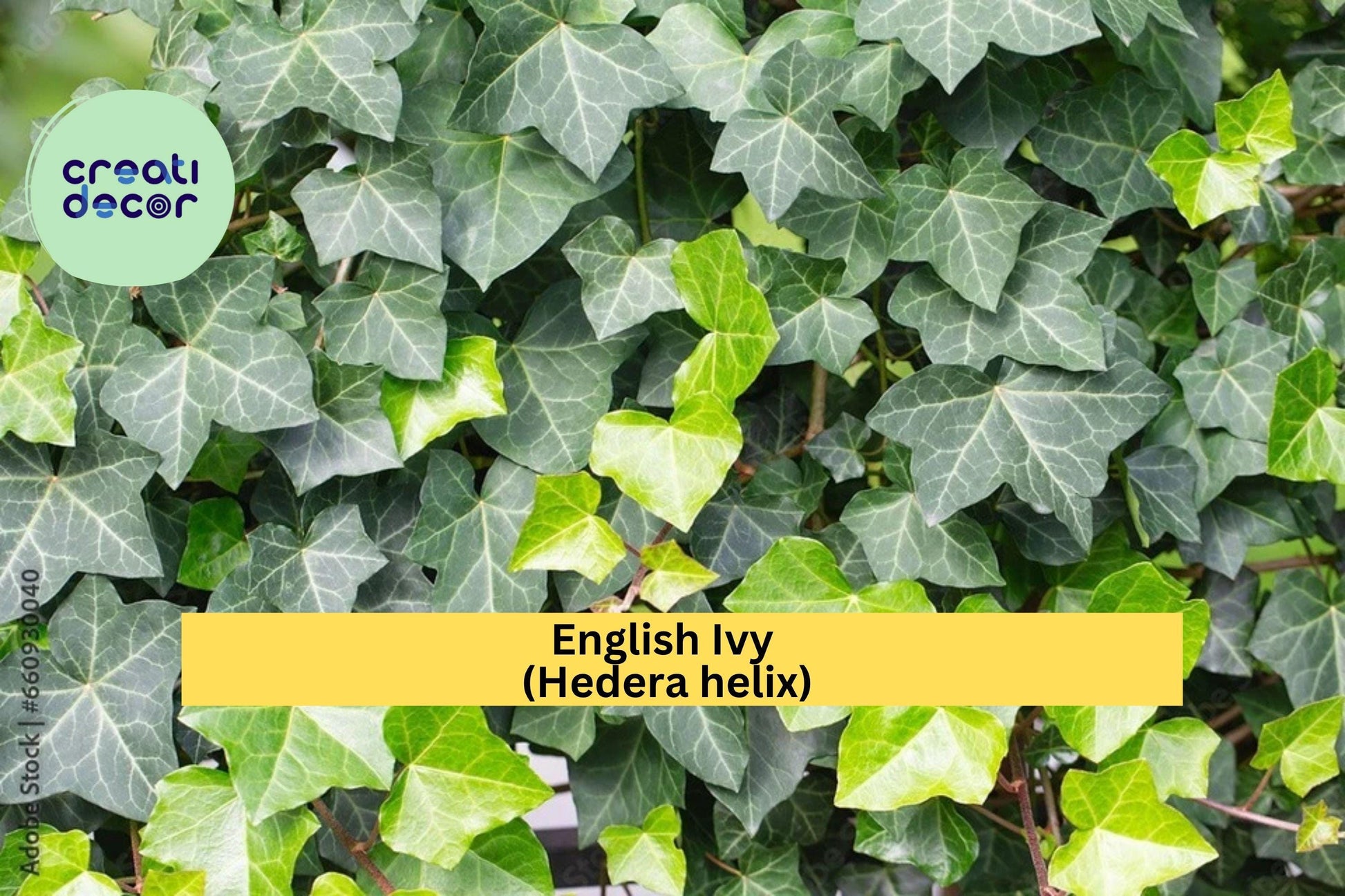 English Ivy Live Cuttings – 6-Pack Hedera helix, Organic Evergreen Vine for Ground Cover & Hanging Baskets