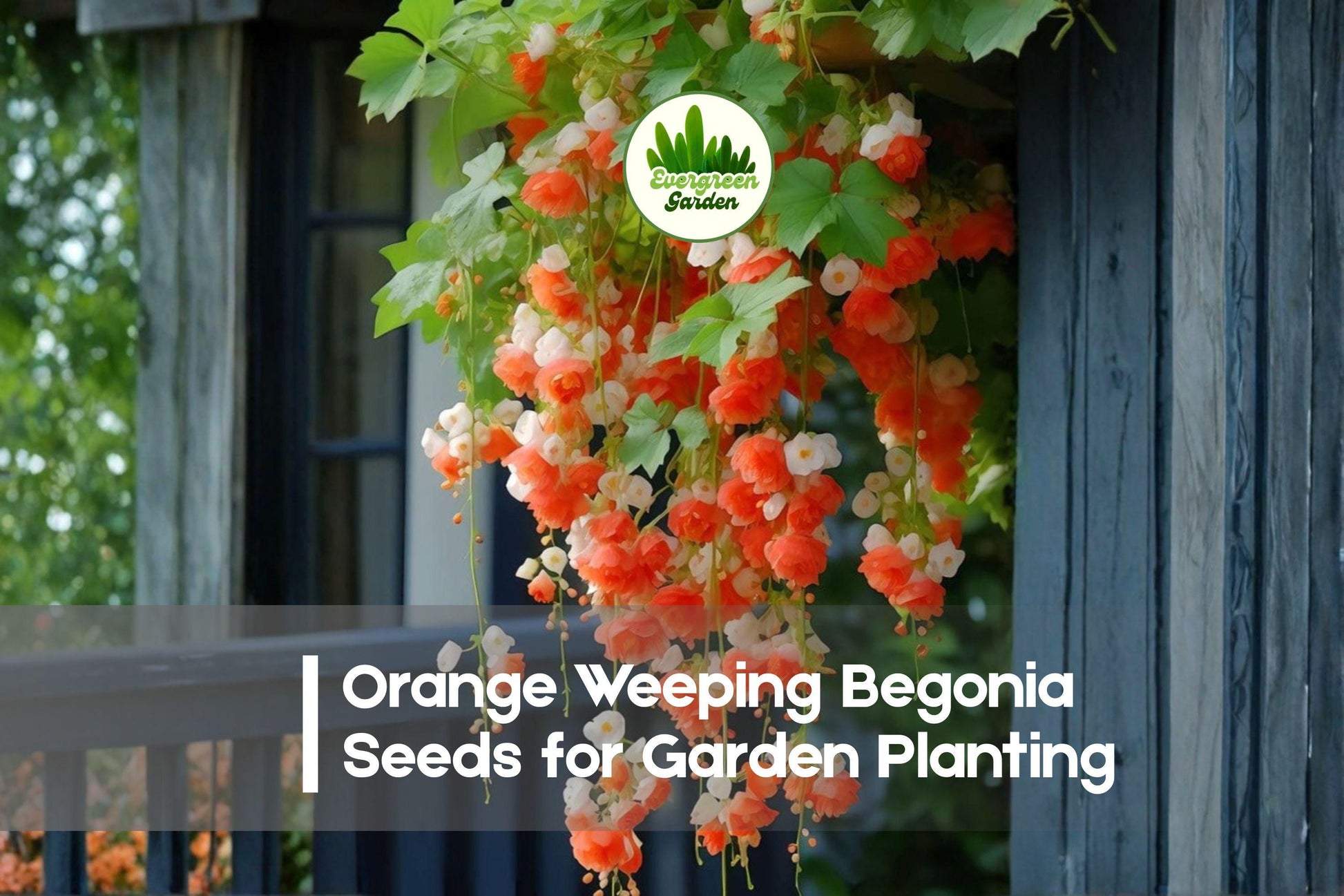25+ Orange Weeping Begonia Seeds - Trailing Bright Orange Blooms for Hanging Baskets & Shade Gardens - Begonia boliviensis