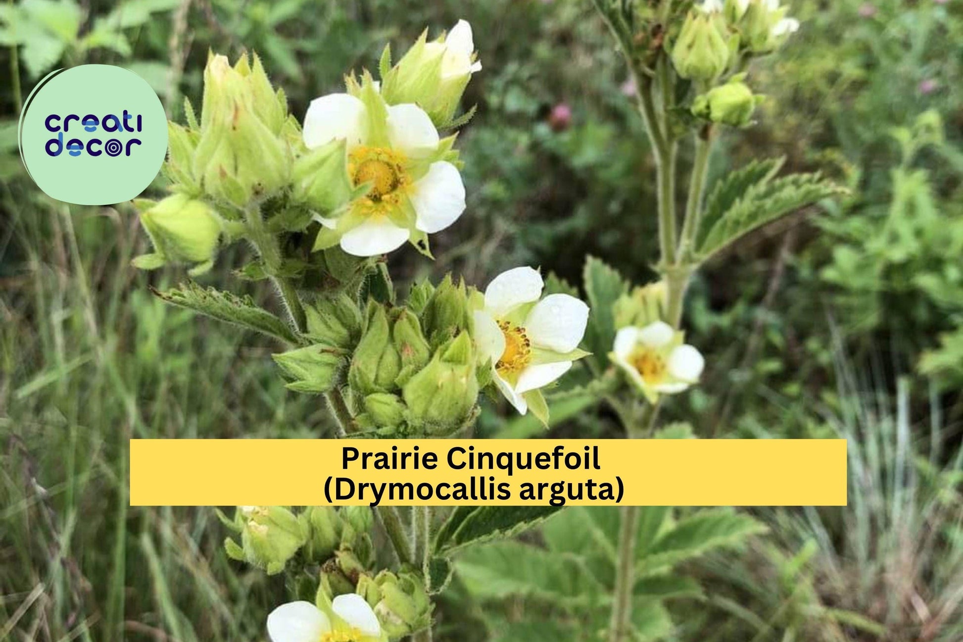 Prairie Cinquefoil Seeds – 500 Non-GMO Native Wildflower Seeds for Pollinator Gardens, Drought-Tolerant Perennial, Dry Prairie Plant, Zones 3–8