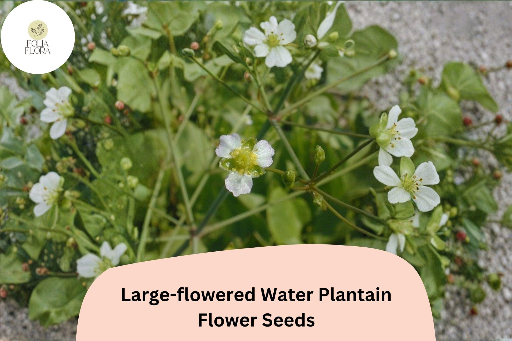 Large-Flowered Water Plantain Seeds | Alisma subcordatum | Native Aquatic Wildflower for Ponds & Wetlands