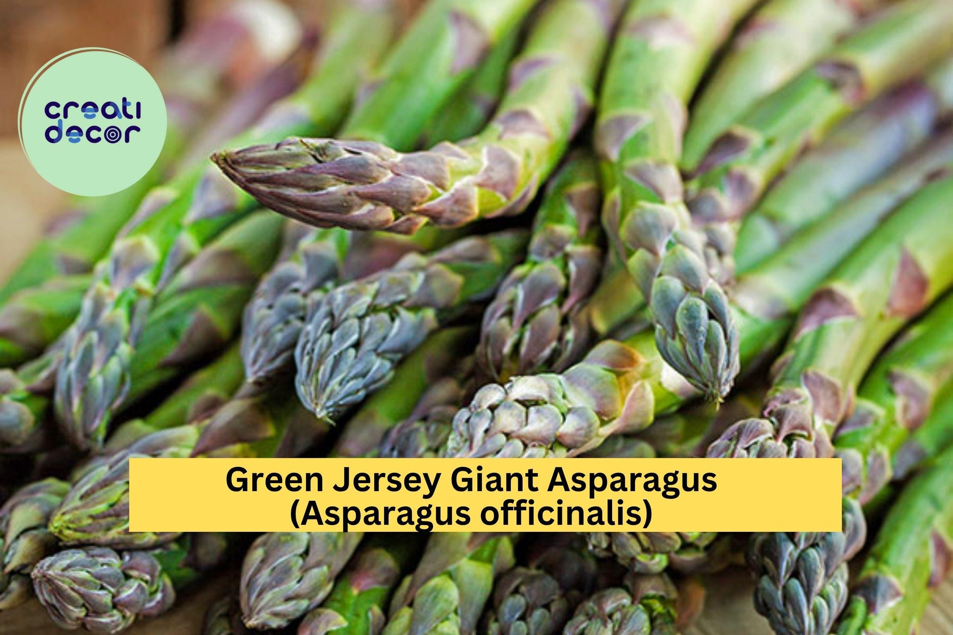 10 Green Jersey Giant Asparagus Crowns – Asparagus officinalis Bare Root Plants, Heirloom Variety for Garden Growing