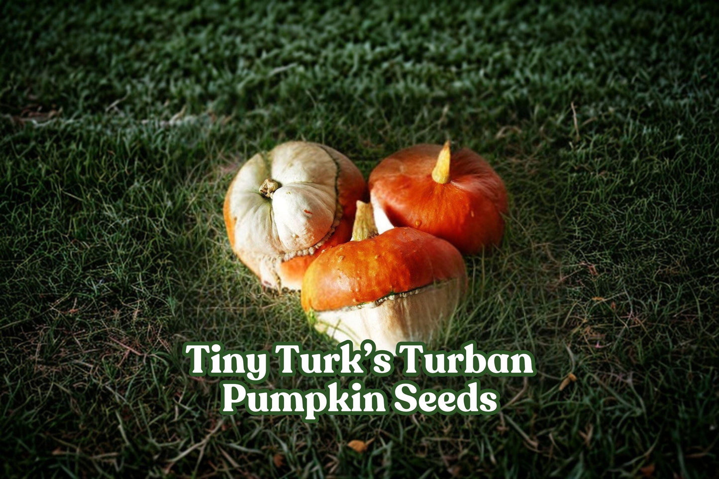 Mini Turk's Turban Pumpkin Seeds – Heirloom Gourd for Fall Decor, Ornamental Cucurbita maxima, 5 Seeds