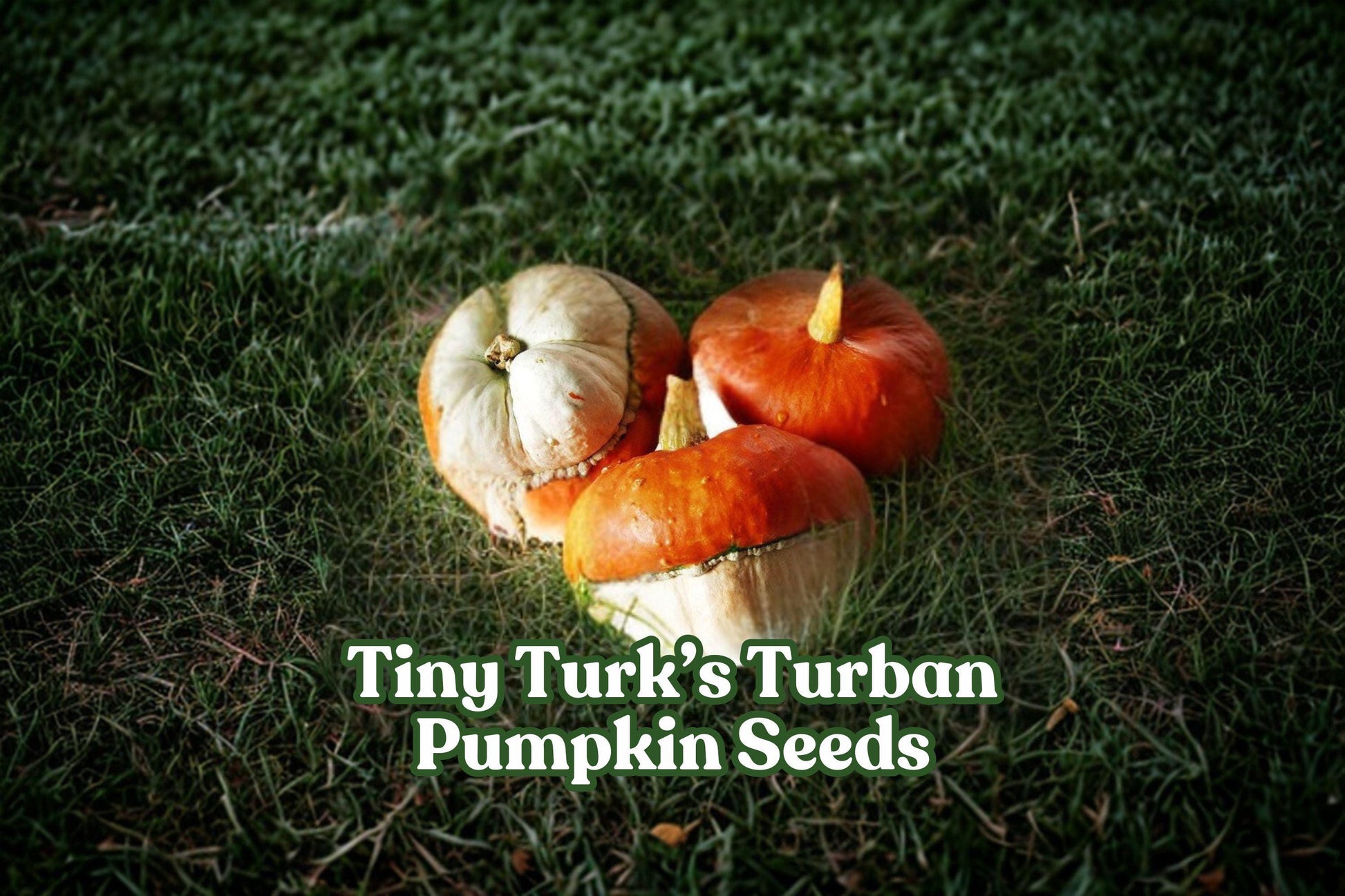 Mini Turk's Turban Pumpkin Seeds – Heirloom Gourd for Fall Decor, Ornamental Cucurbita maxima, 5 Pack