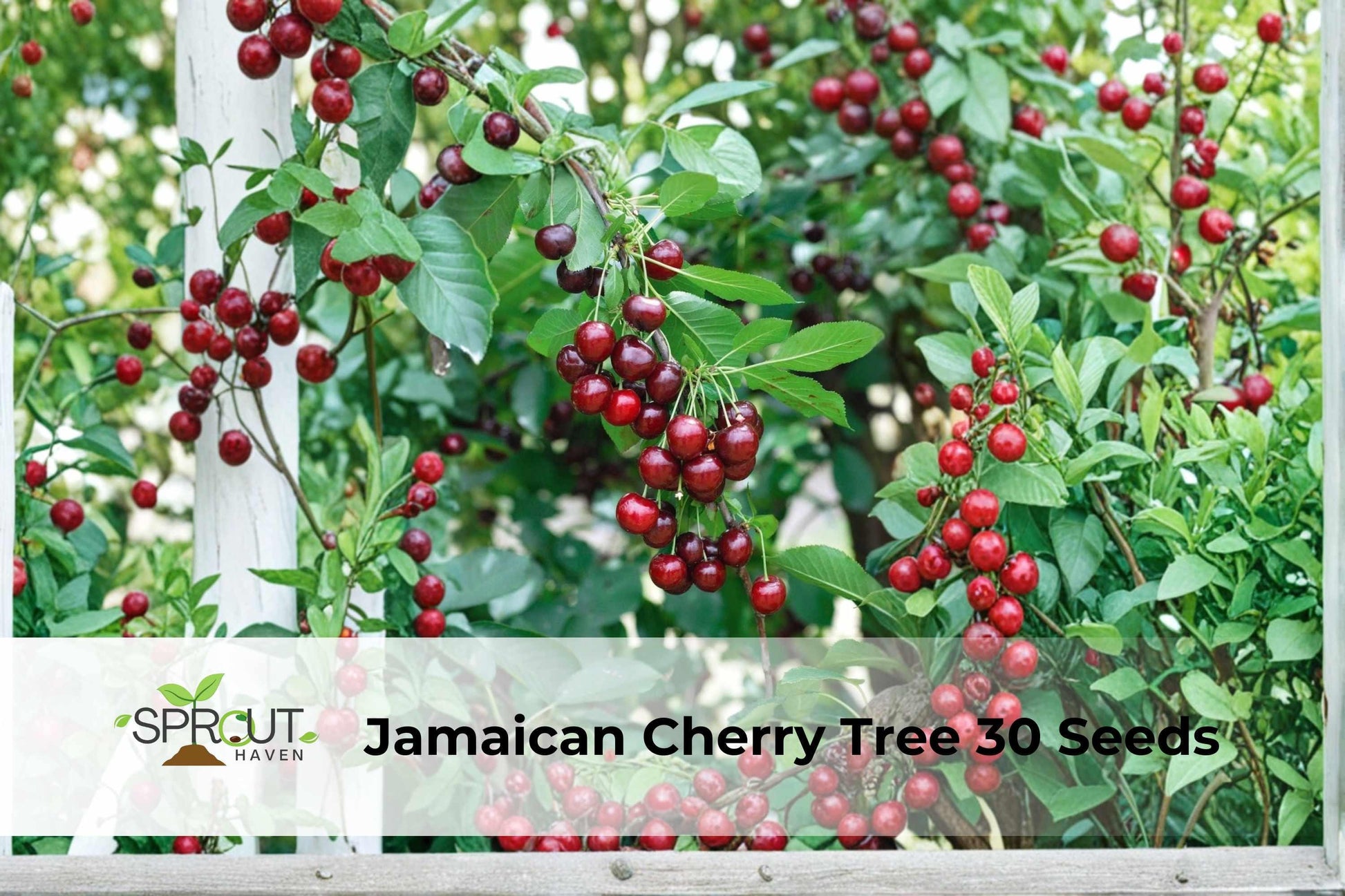 Jamaican Cherry Tree Seeds | Tropical Ornamental Muntingia calabura | Fast-Growing Small Tree for Gardens & Containers