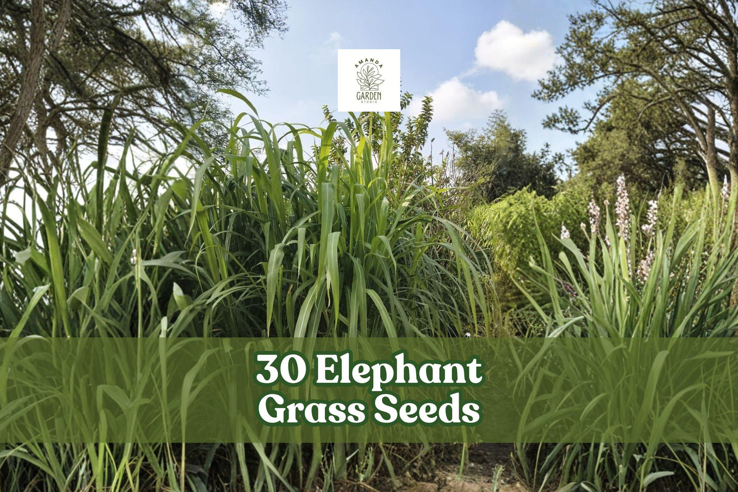 30 Elephant Grass Seeds | Tall Ornamental Pennisetum purpureum | Fast-Growing Tropical Grass for Landscaping