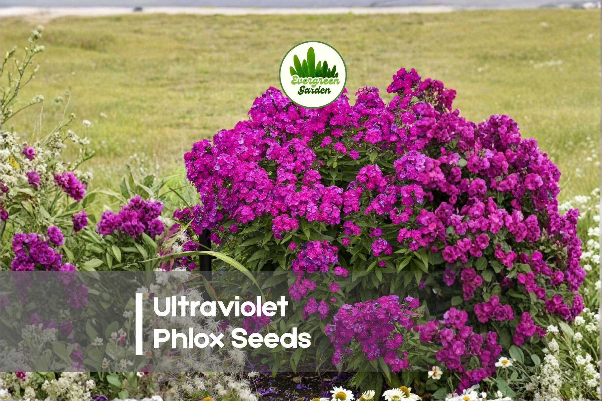 Ultraviolet Phlox Seeds – 100+ Deep Violet-Purple Perennial Flower Seeds for Borders, Pollinator Gardens, Phlox paniculata