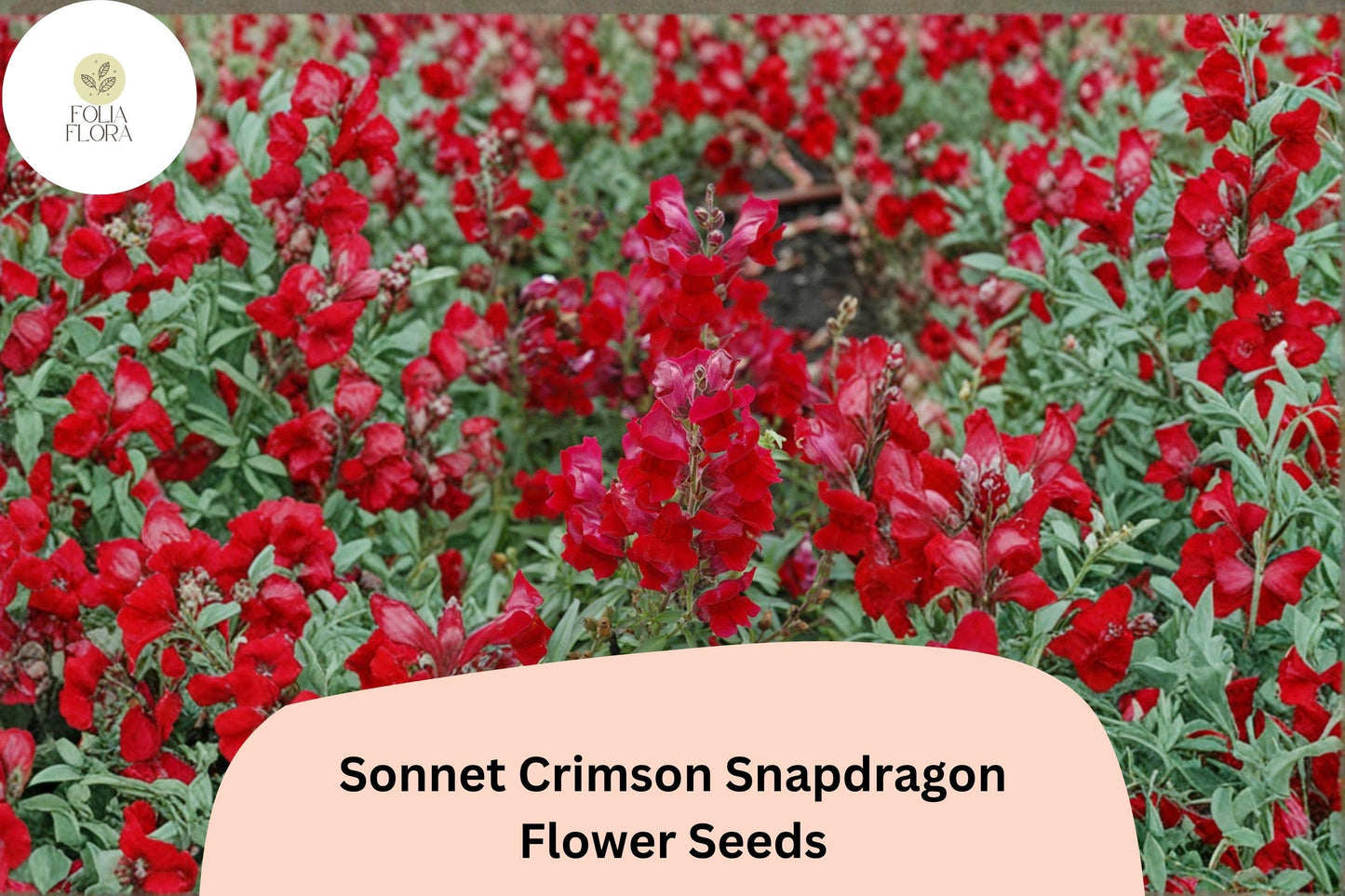 1000+ Sonnet Crimson Snapdragon Seeds | Antirrhinum majus | Deep Red Garden Flowers for Borders & Containers