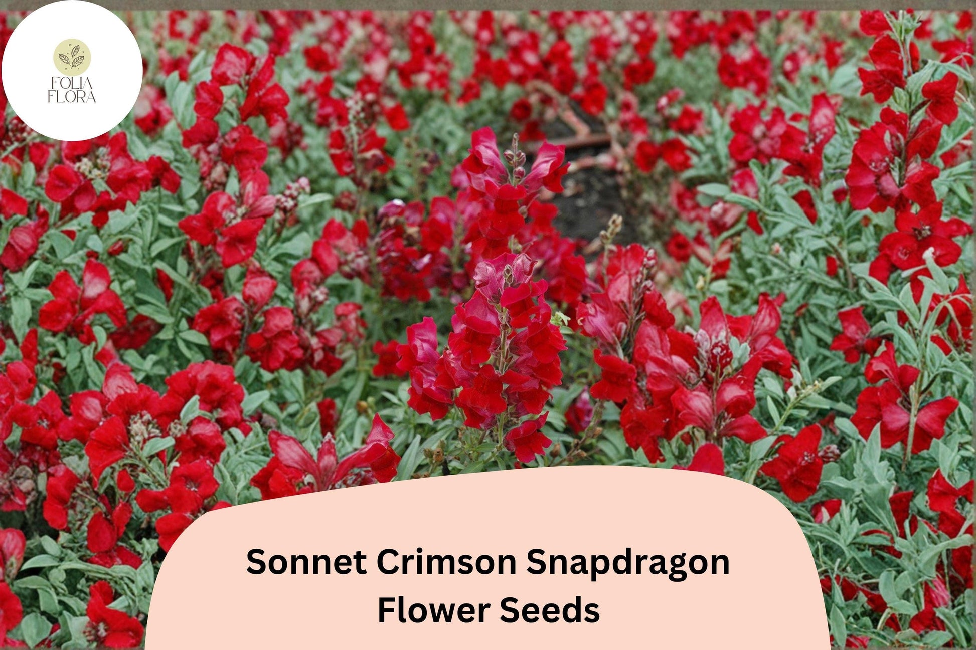 1000+ Sonnet Crimson Snapdragon Seeds | Antirrhinum majus | Deep Red Garden Flowers for Borders & Containers
