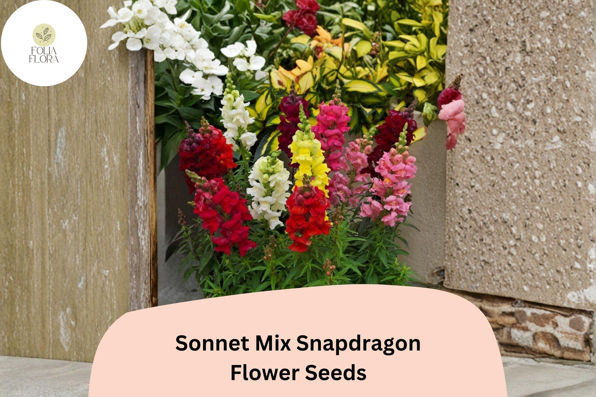 1000+ Sonnet Mix Snapdragon Seeds | Antirrhinum majus | Colorful Garden Flowers for Borders & Containers