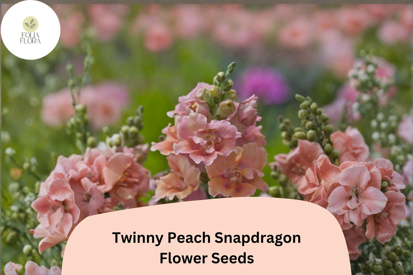 1000+ Twinny Peach Snapdragon Seeds | Antirrhinum majus Double Peach Blooms for Borders, Beds & Containers
