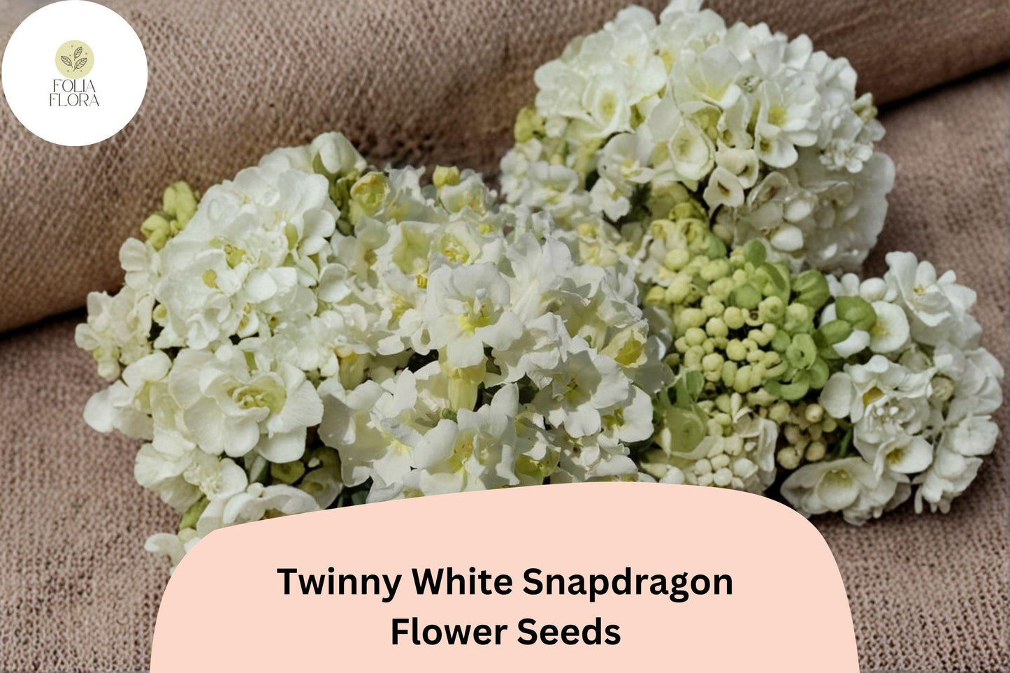 Twinny White Snapdragon Seeds | Antirrhinum majus | Double White Blooms for Borders, Containers & Gardens