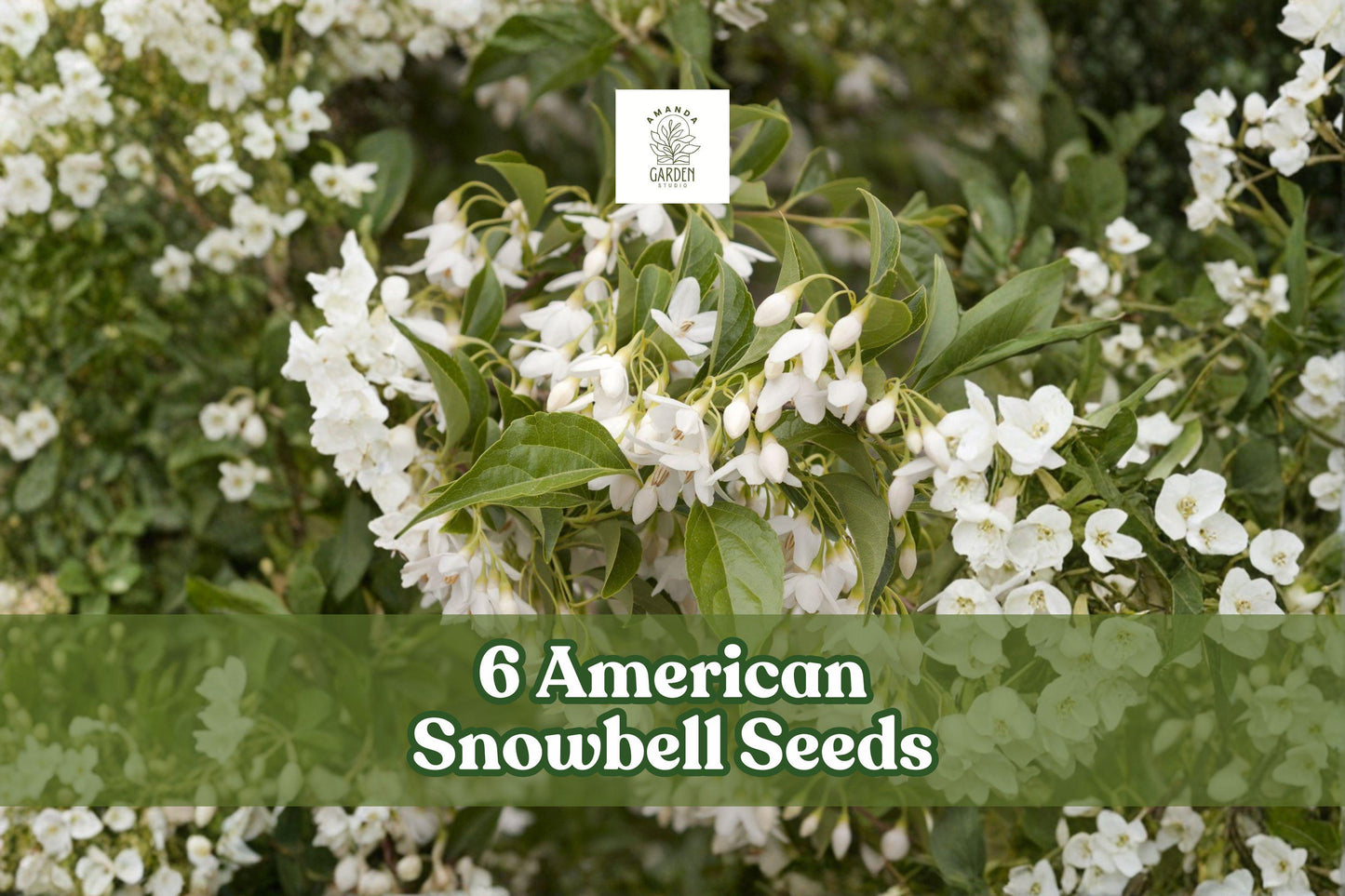 6 American Snowbell Seeds Styrax americanus White Flowering Ornamental Shrub for Garden Borders