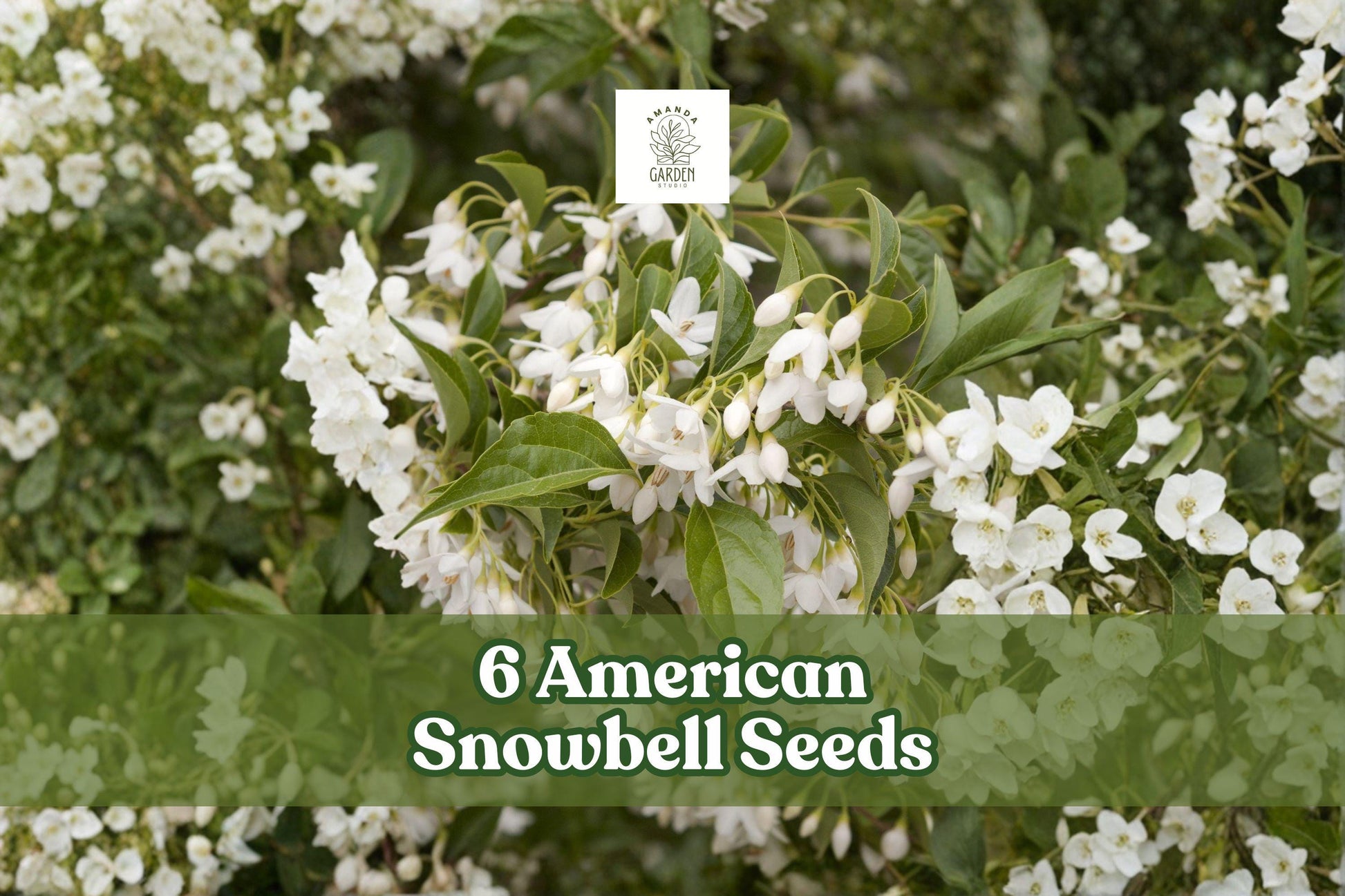 6 American Snowbell Seeds Styrax americanus White Flowering Shrub Ornamental Plant for Garden