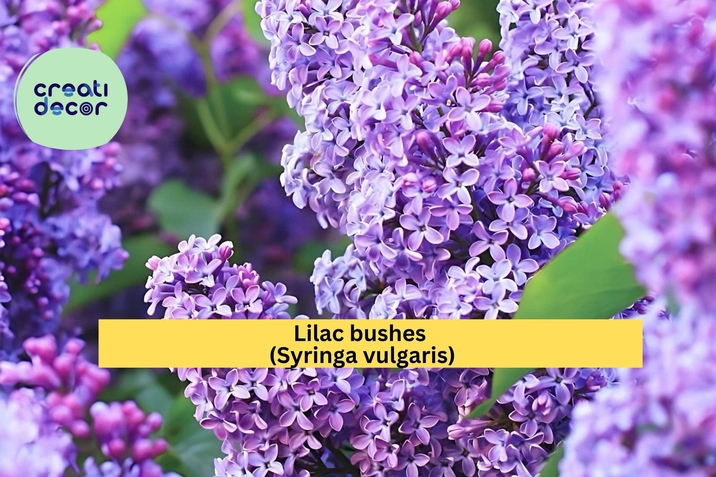 Purple Lilac Bushes – 2 Live Shrubs 1–2 ft Tall Syringa vulgaris Fragrant Spring Blooms for Garden Borders