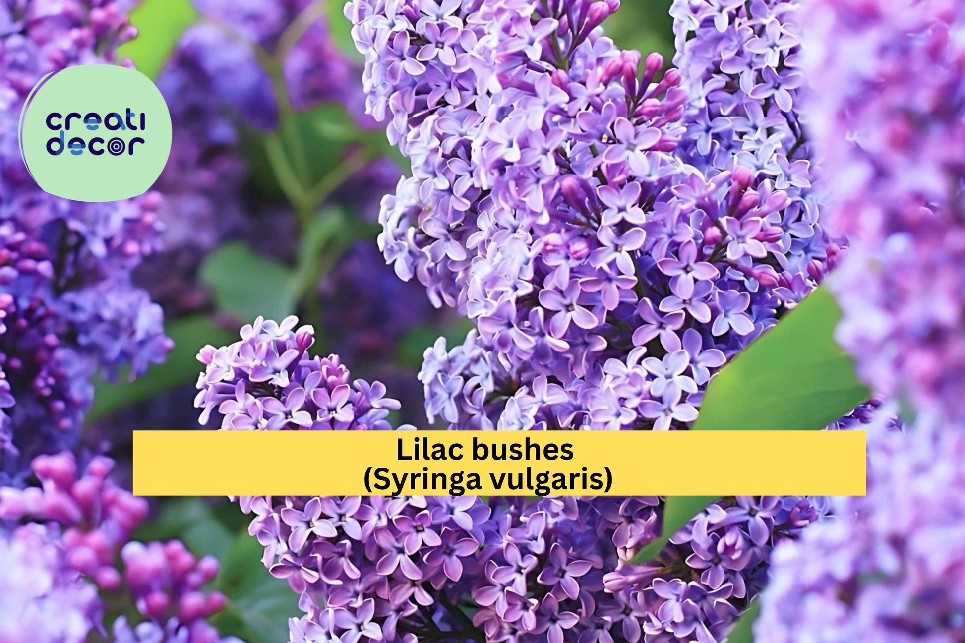Purple Lilac Bushes – 2 Live Shrubs 1–2 ft Tall Syringa vulgaris Fragrant Spring Blooms for Garden Borders