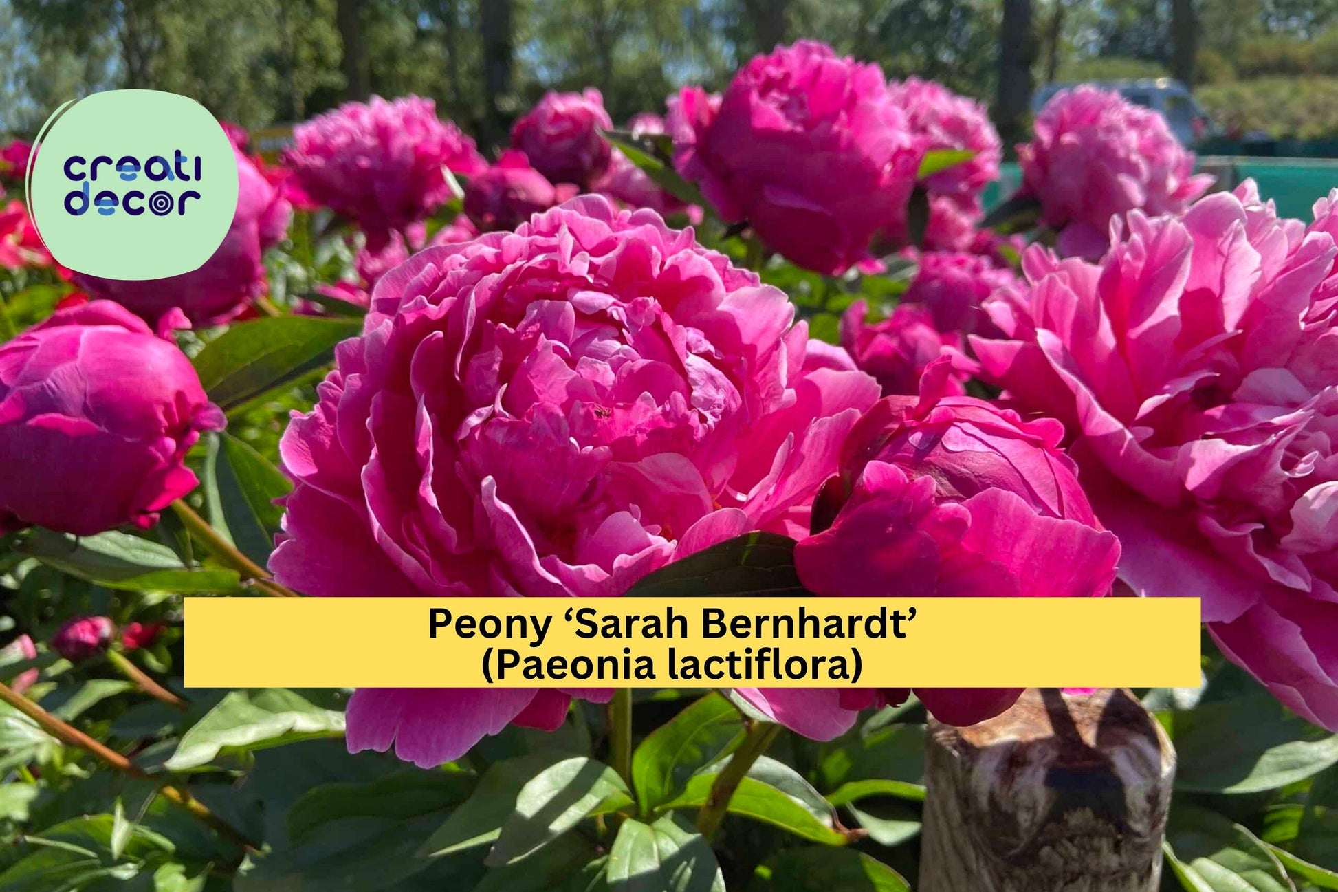 Sarah Bernhardt Peony Bare Root – Pink Double Bloom Flowering Plant for Garden Borders & Cut Flowers – Paeonia lactiflora