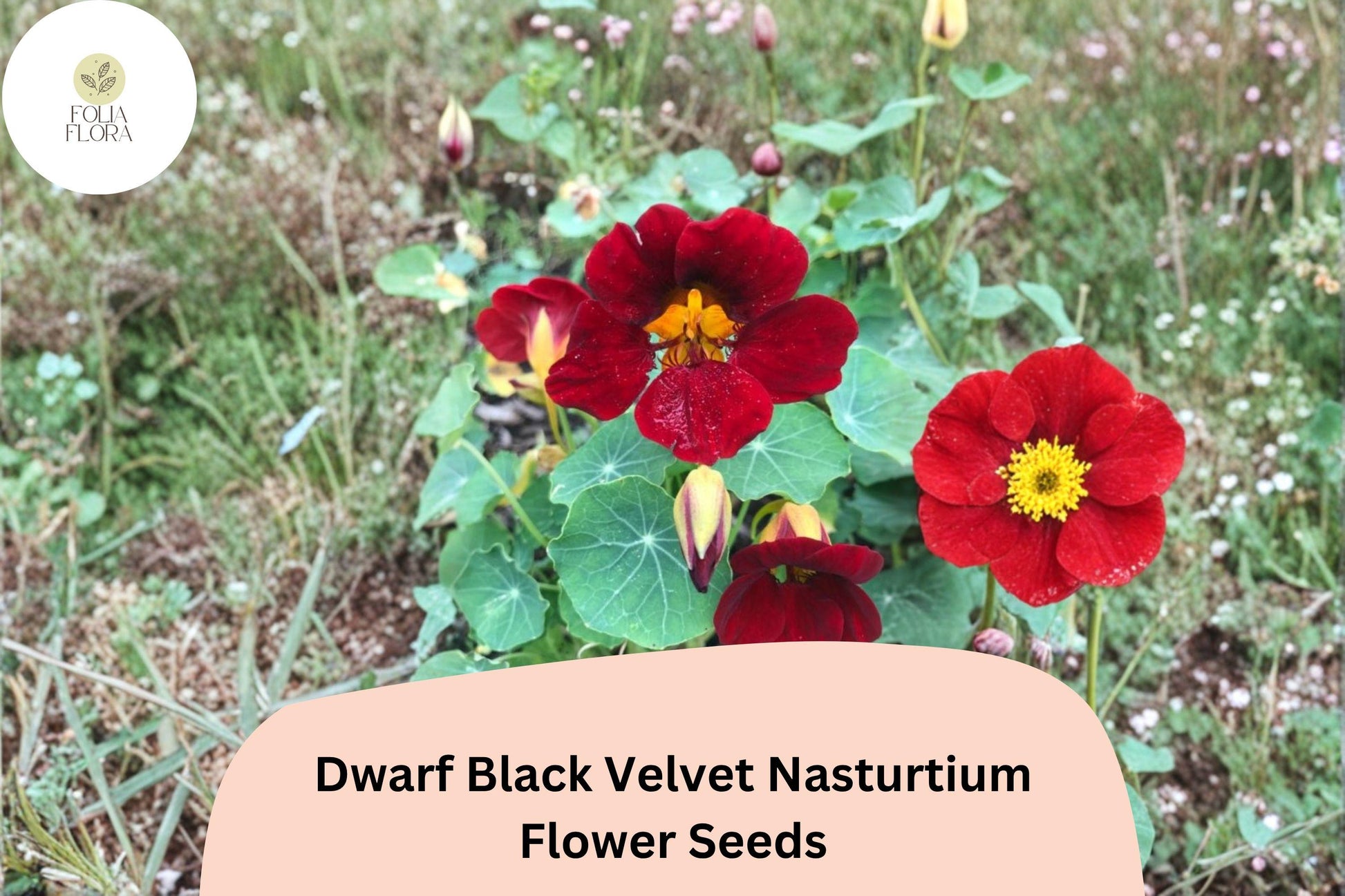 Dwarf Black Velvet Nasturtium Seeds | Tropaeolum majus | Deep Burgundy-Red Blooms | Garden Borders & Containers
