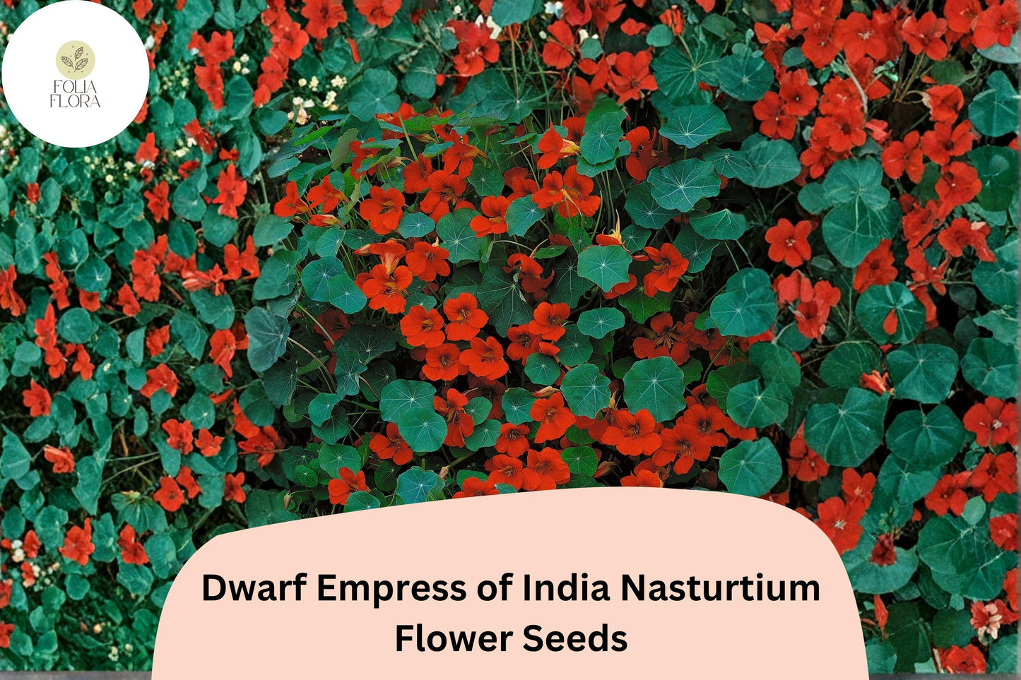 Dwarf Empress of India Nasturtium Seeds | Tropaeolum majus | Scarlet Red Blooms for Containers & Borders