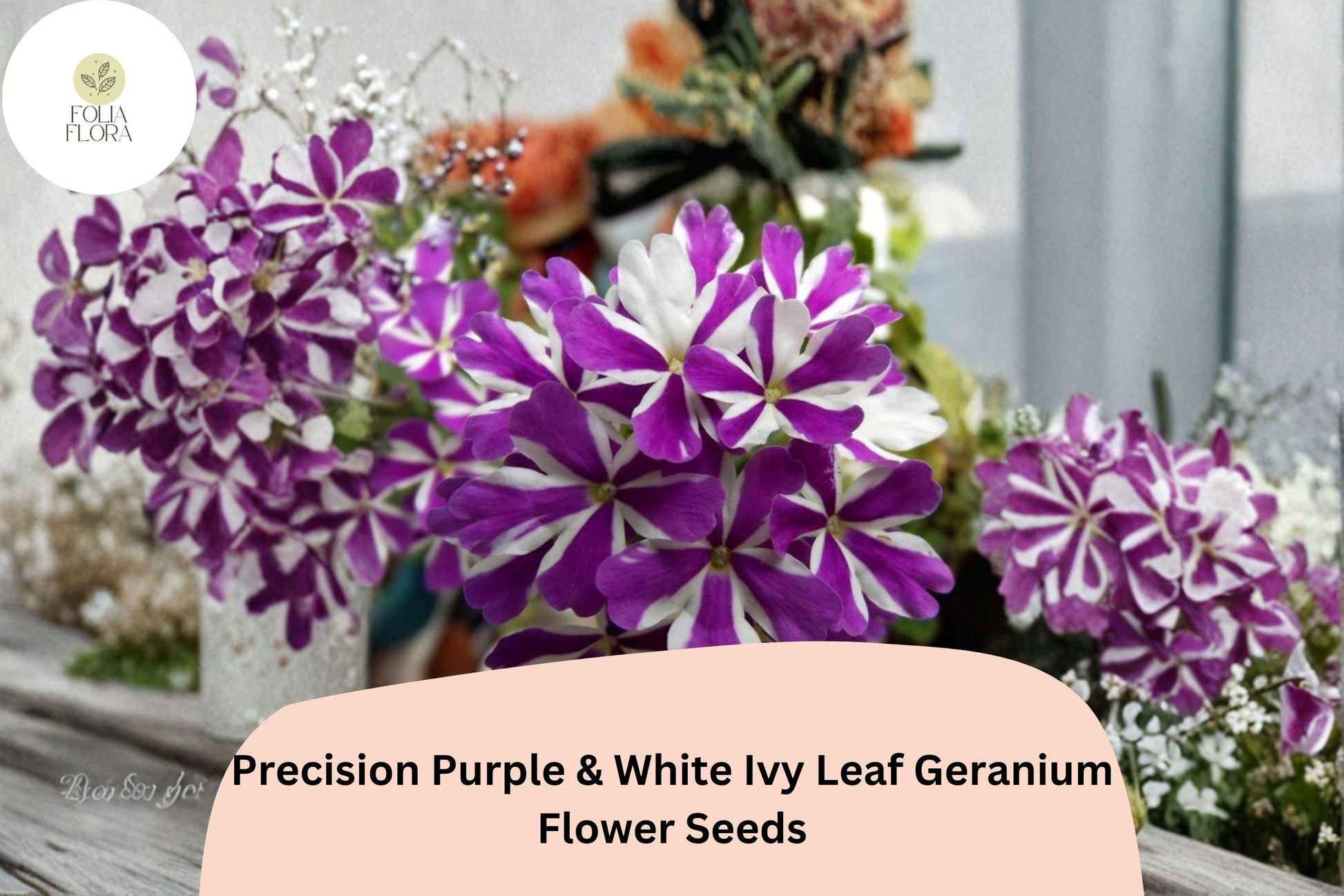 Purple & White Ivy Leaf Geranium Seeds | Trailing Pelargonium peltatum ‘Precision Purple & White’ for Hanging Baskets