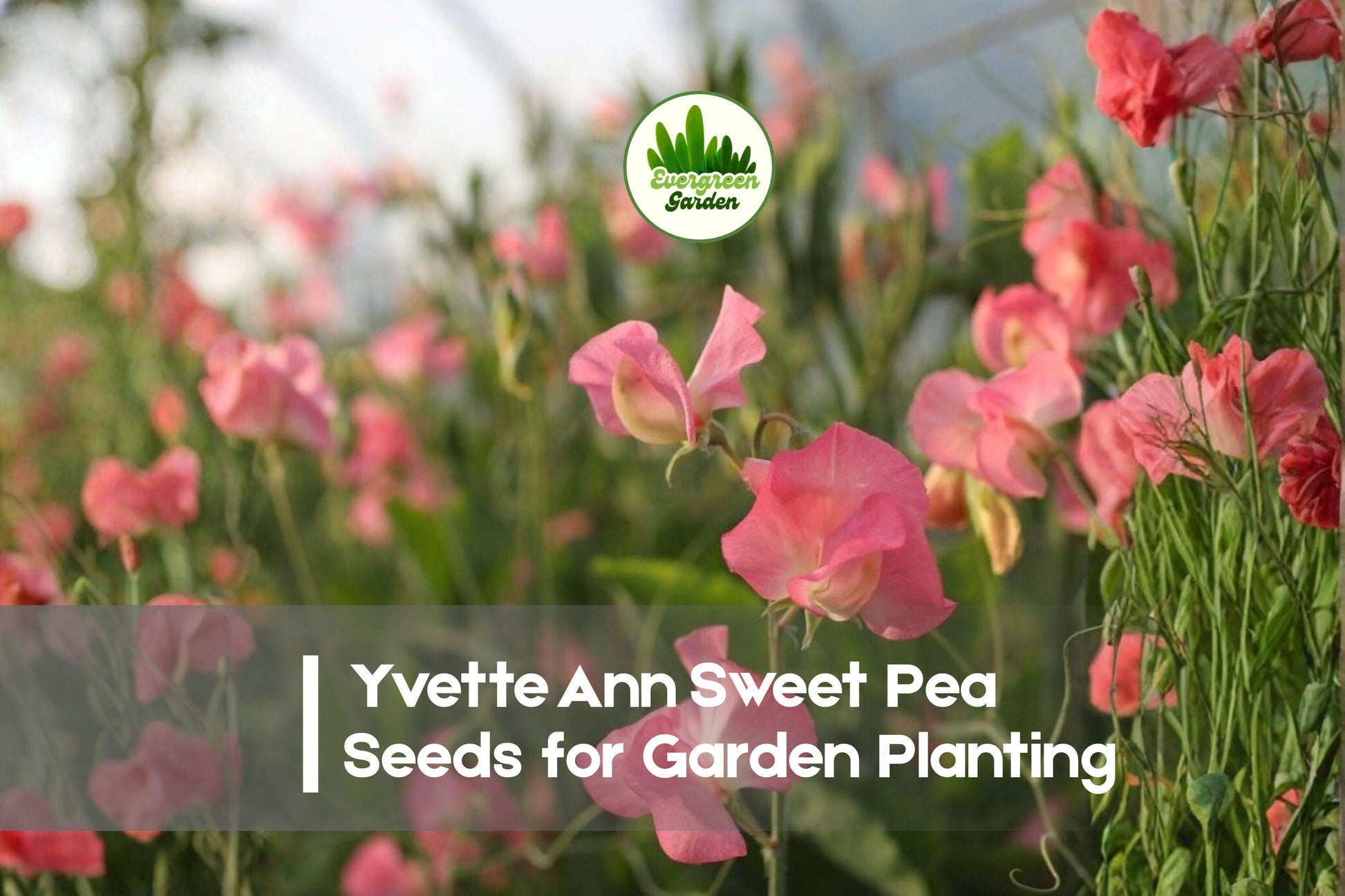 Yvette Ann Sweet Pea Seeds, Fragrant Blush Pink Climbing Flower, Lathyrus odoratus, Cottage Garden, 50+ Seeds