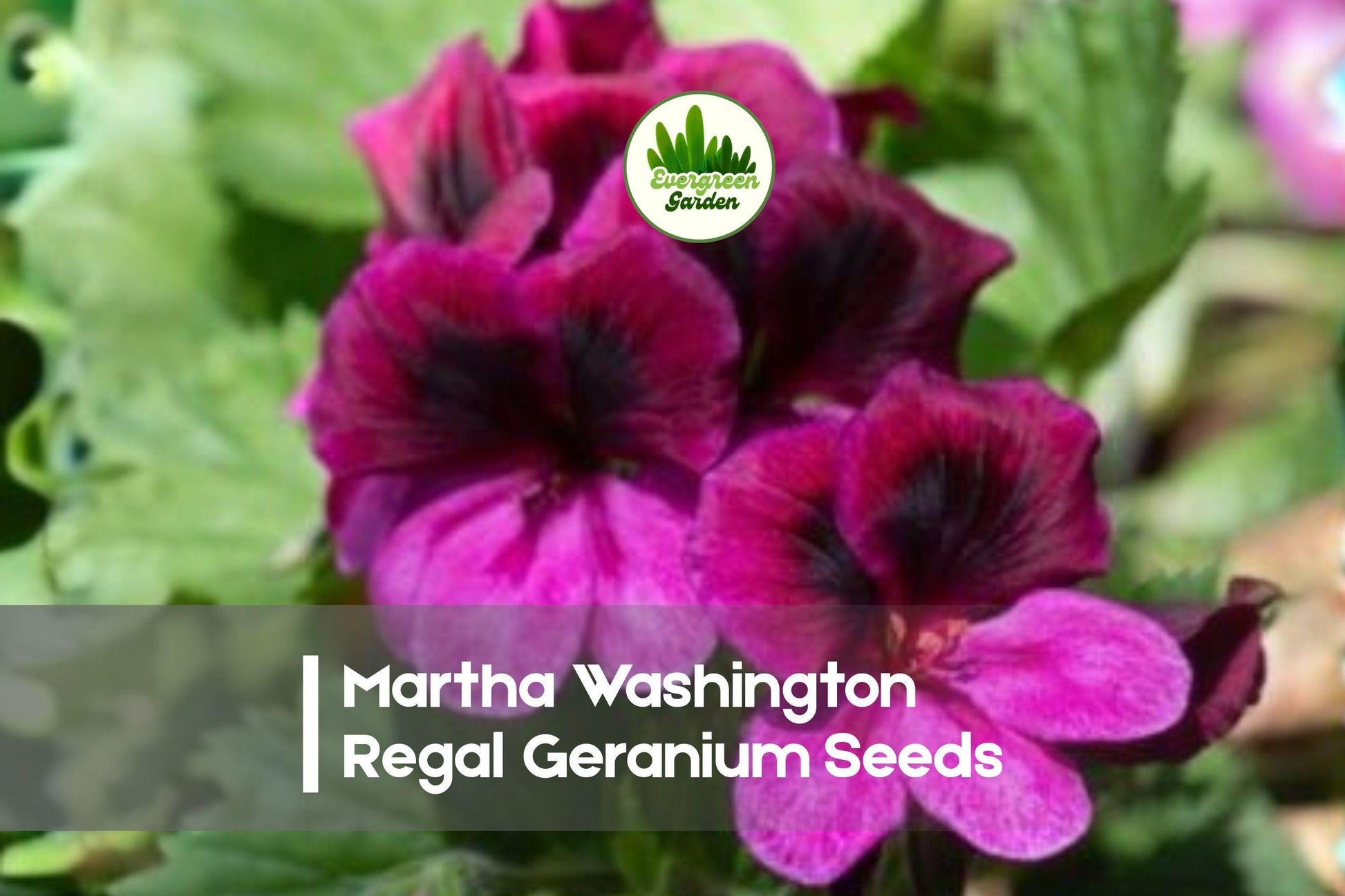 Martha Washington Regal Geranium Seeds – Pelargonium x domesticum, Pink, Purple & White Blooms, Container & Garden Plant